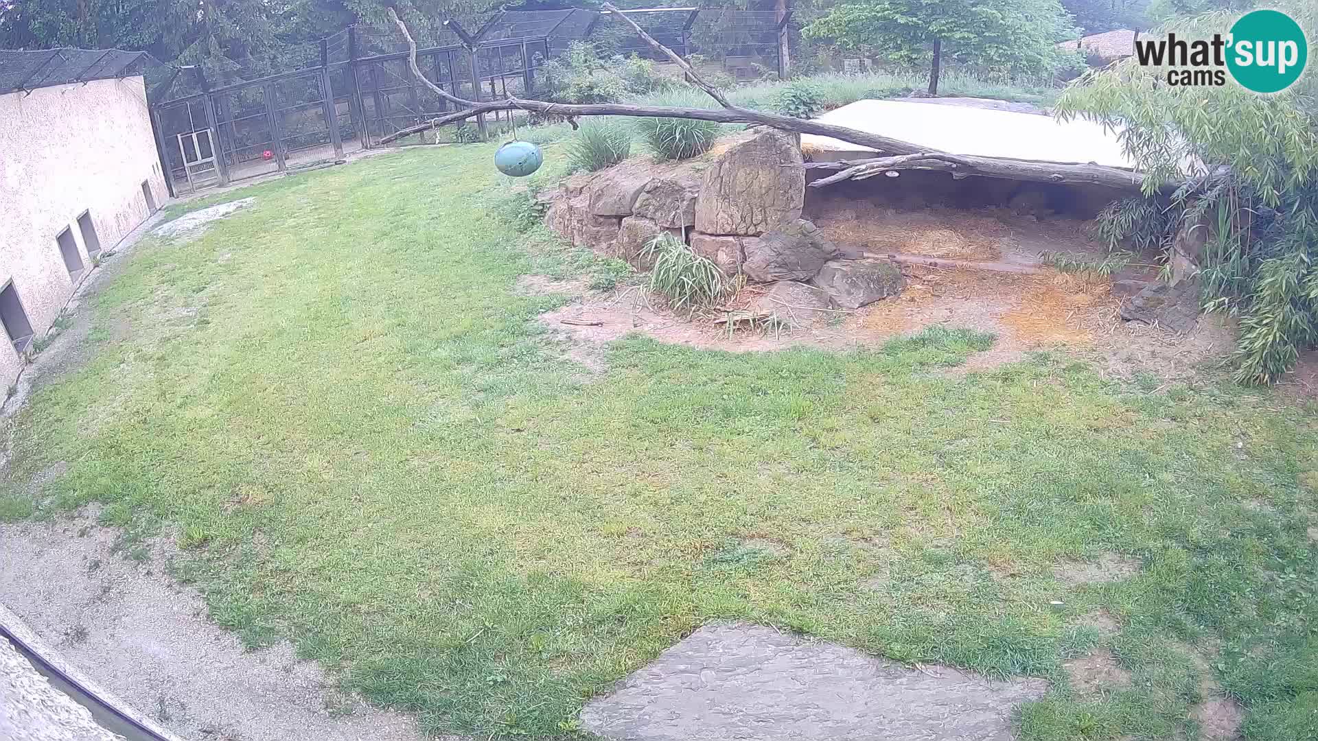LION live Webcam in Ljubljana Zoo – Slovenia
