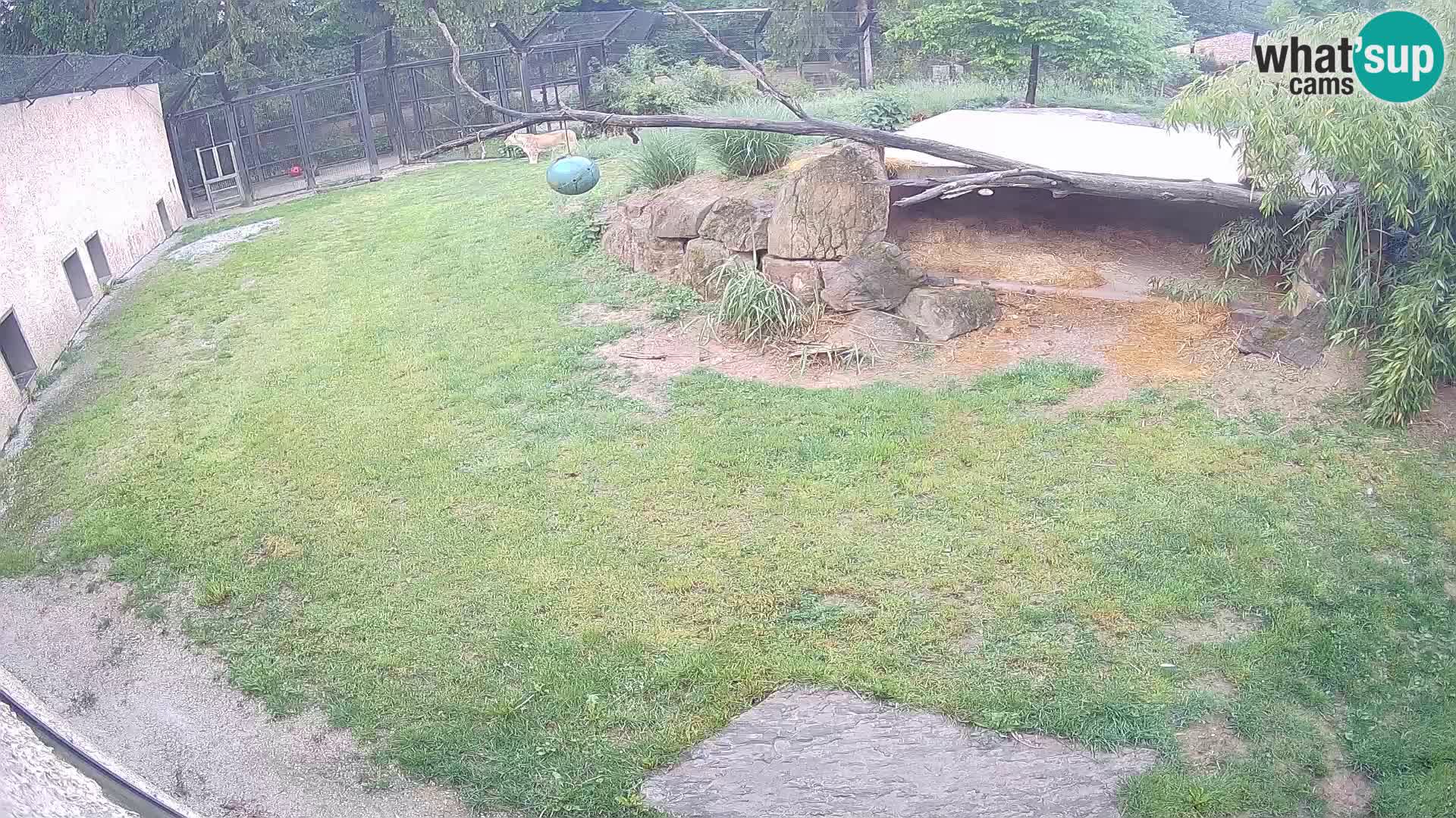 LEON Webcam en vivo en Ljubljana Zoo – Eslovenia