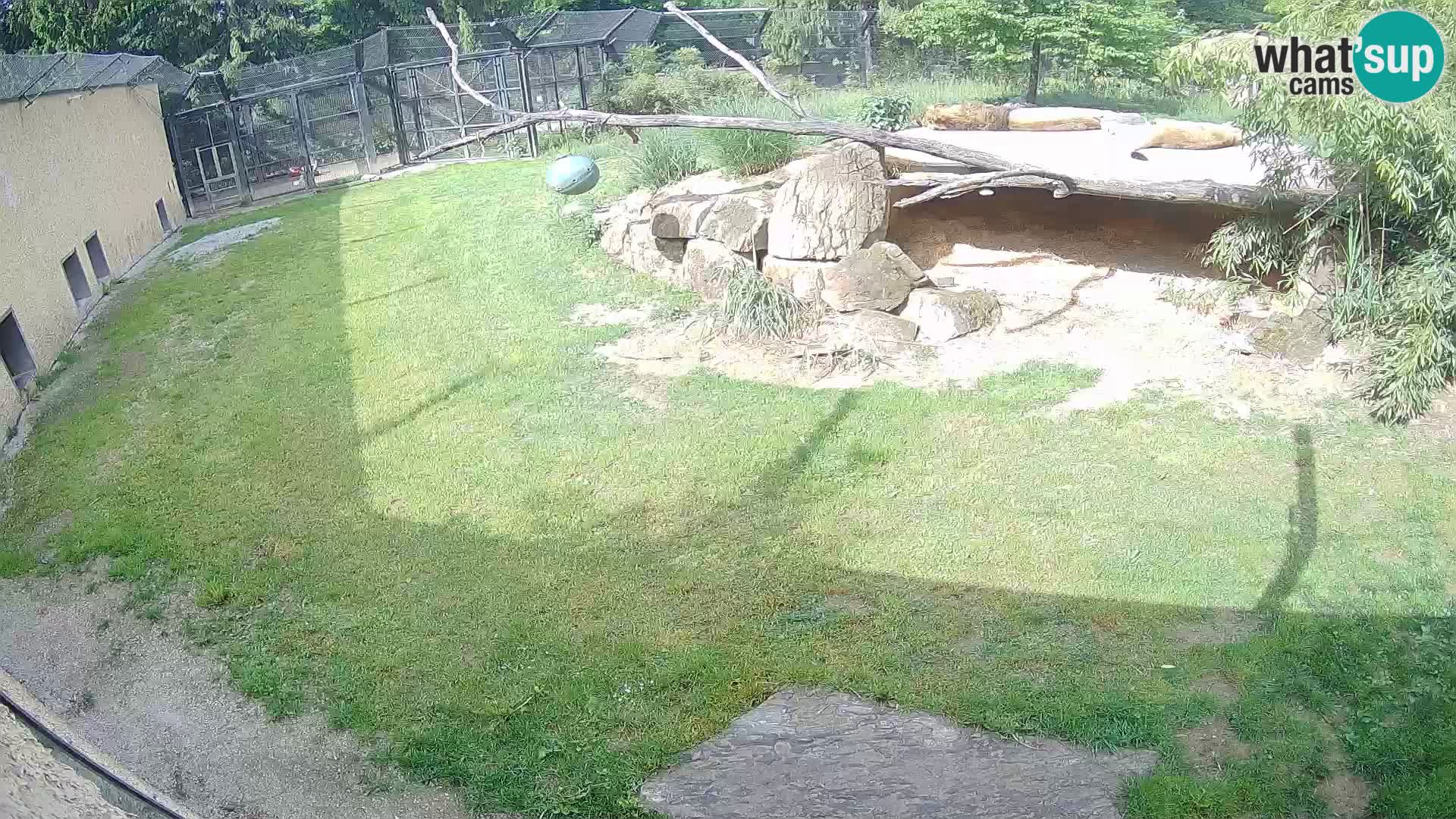 Löwe live Webcam im Zoo von Ljubljana – Slowenien