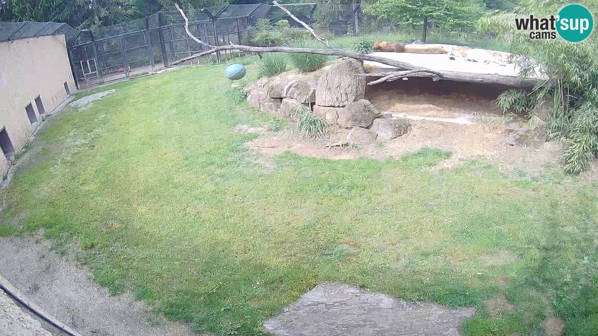 Löwe live Webcam im Zoo von Ljubljana – Slowenien