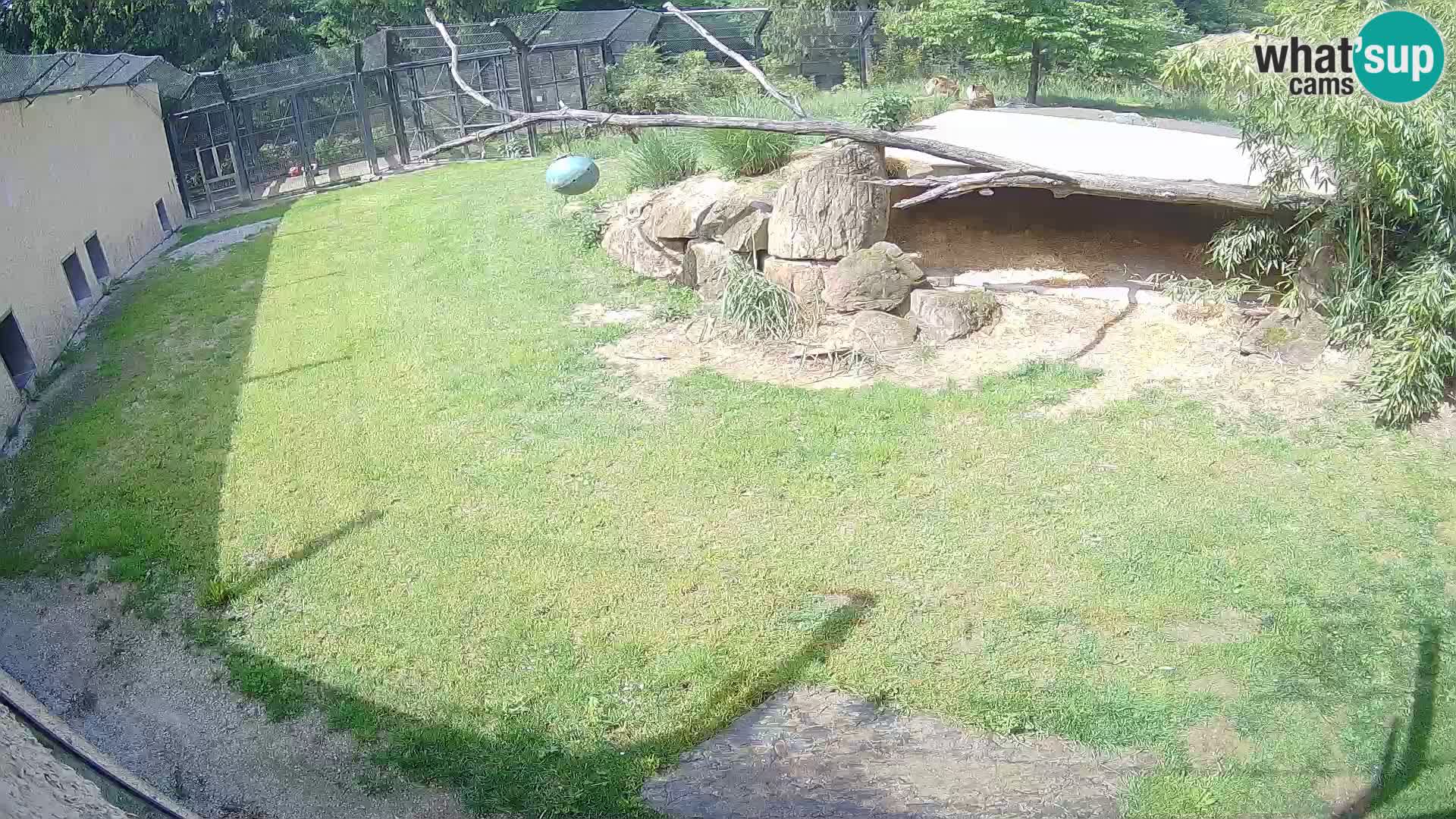 LEON Webcam en vivo en Ljubljana Zoo – Eslovenia