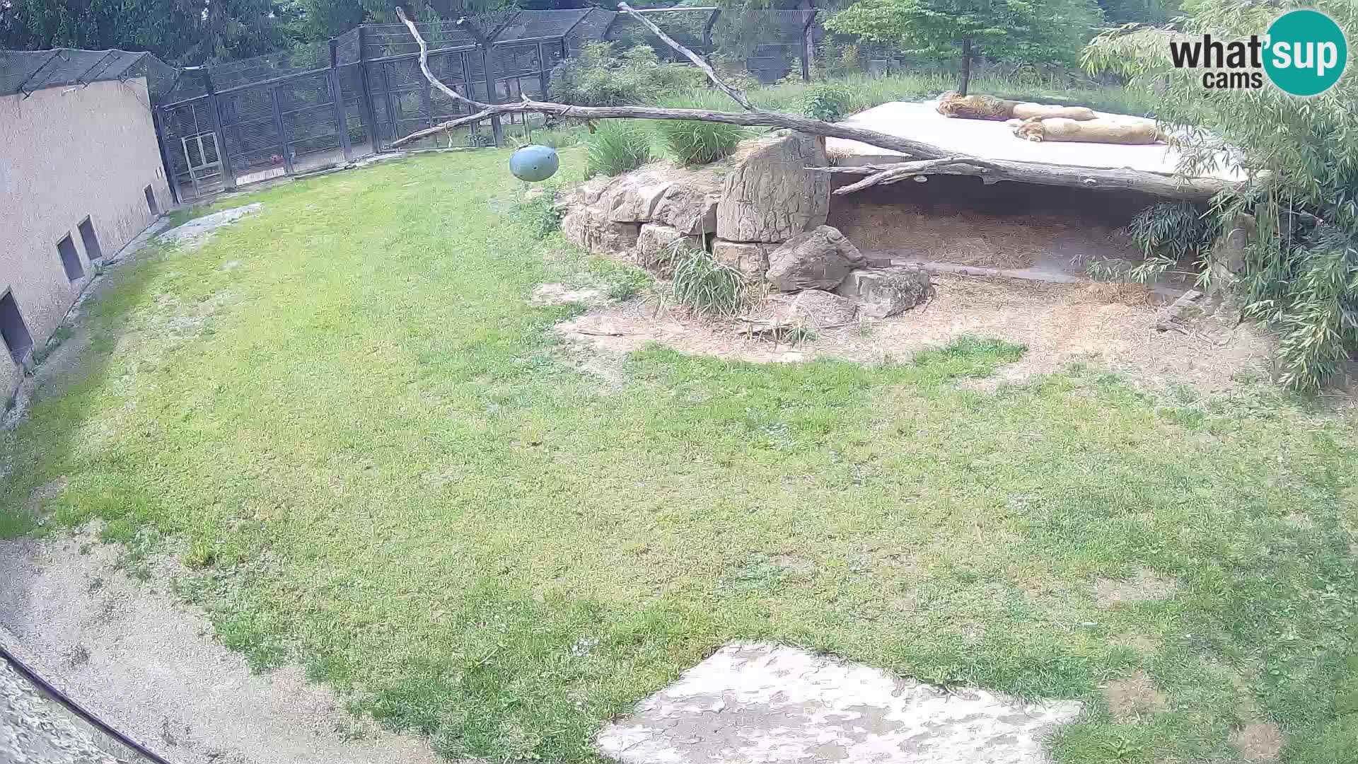 LION webcam en direct du zoo de Ljubljana – Slovénie