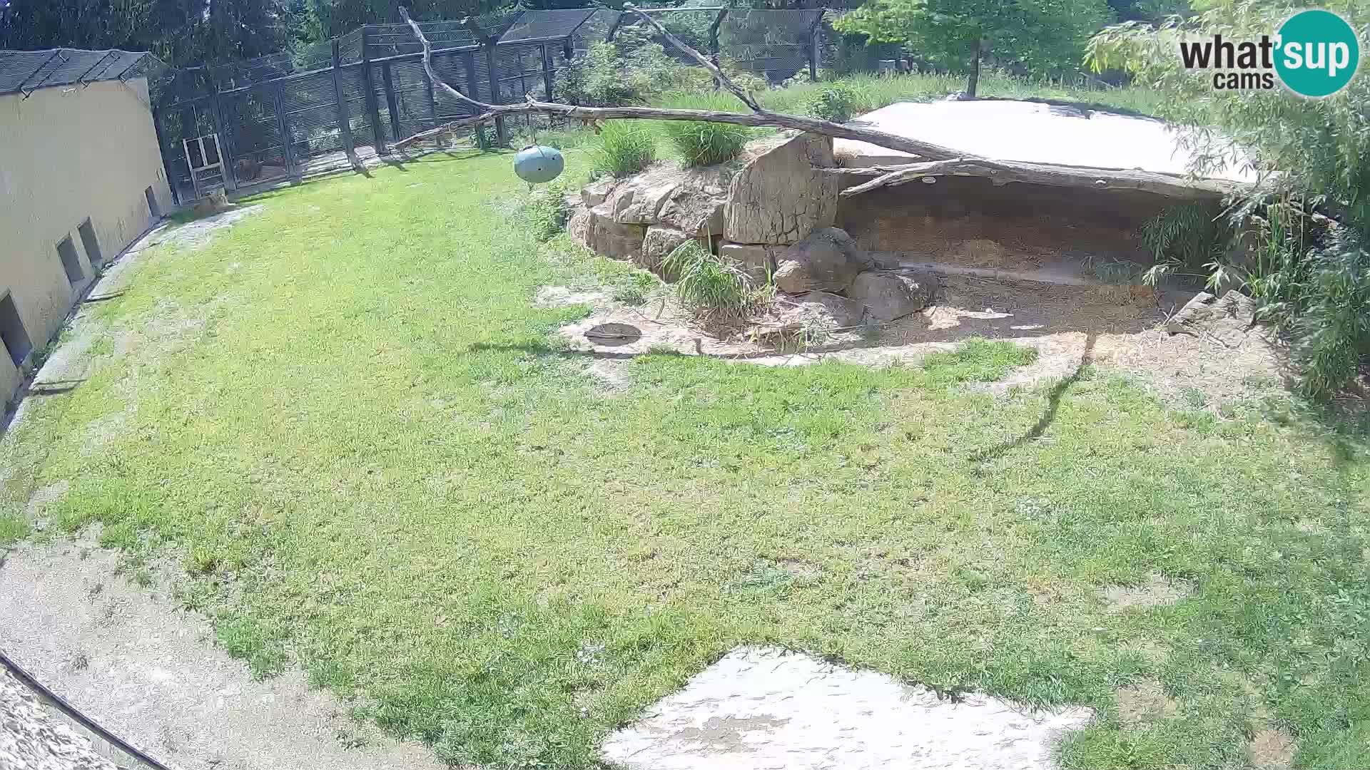 LION live Webcam in Ljubljana Zoo – Slovenia