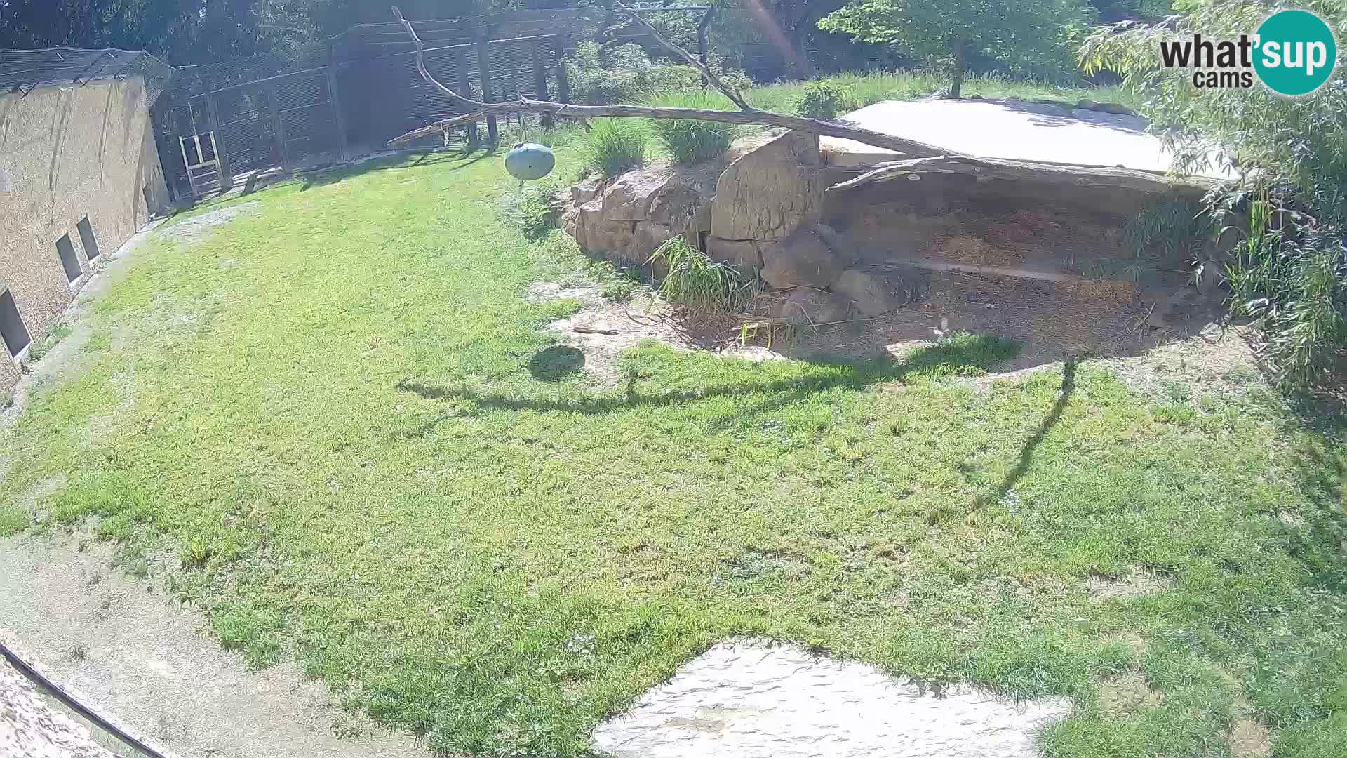 Lavovi web kamera uživo u ljubljanskom zoološkom vrtu – Slovenija