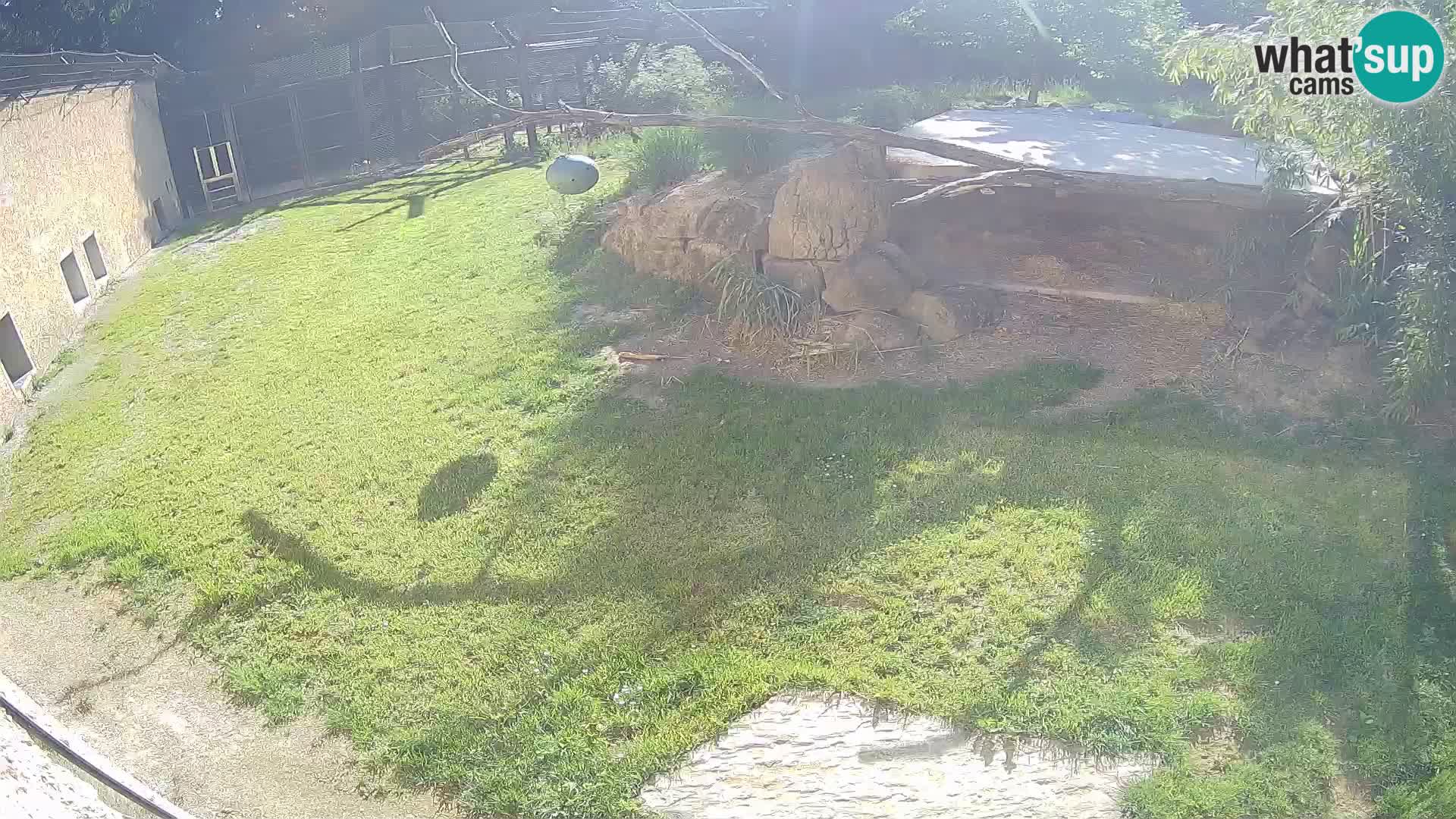 LEONE live Webcam nello zoo di Lubiana – Slovenia
