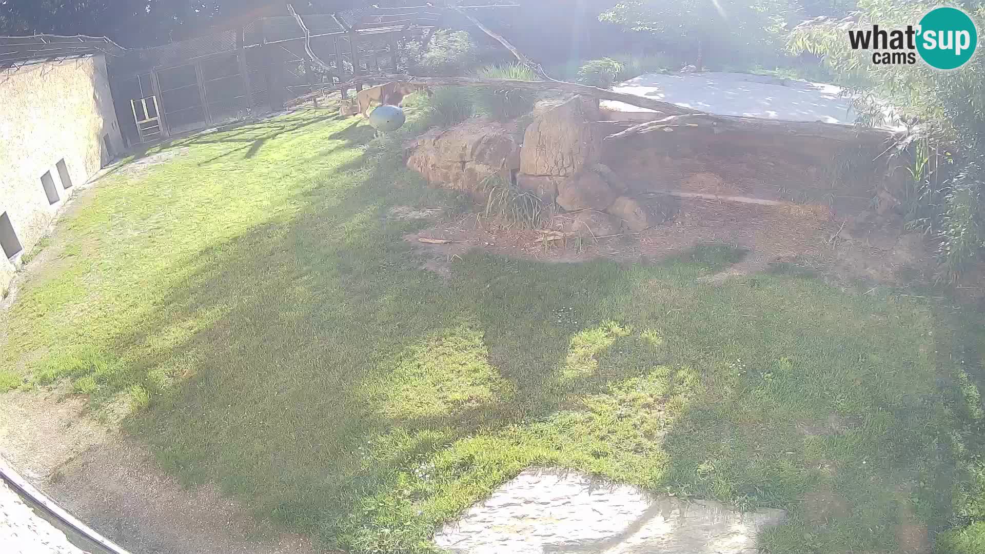 LION live Webcam in Ljubljana Zoo – Slovenia