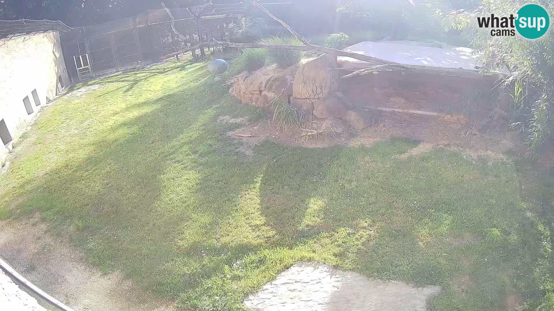 LION webcam en direct du zoo de Ljubljana – Slovénie