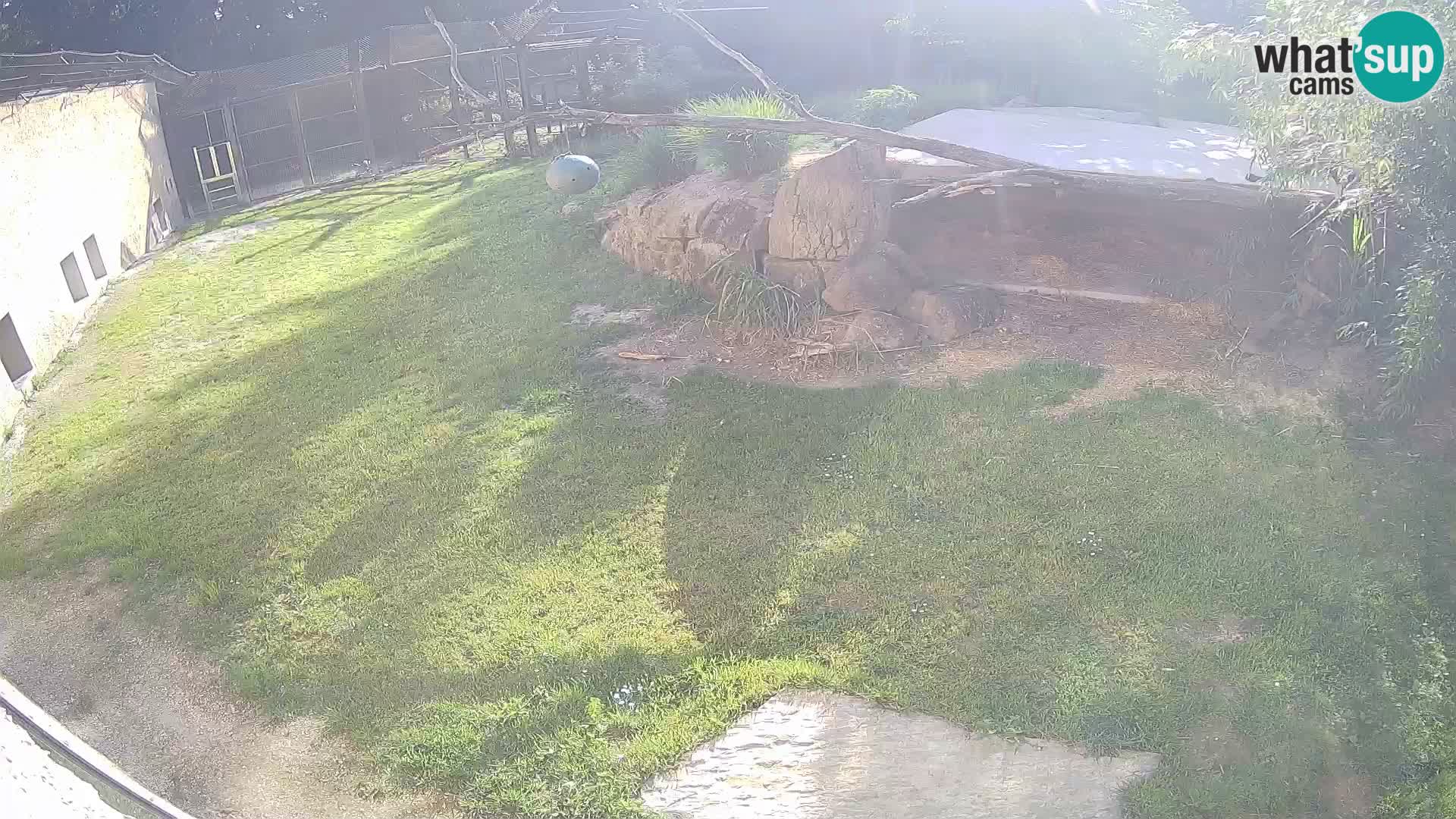 LION webcam en direct du zoo de Ljubljana – Slovénie