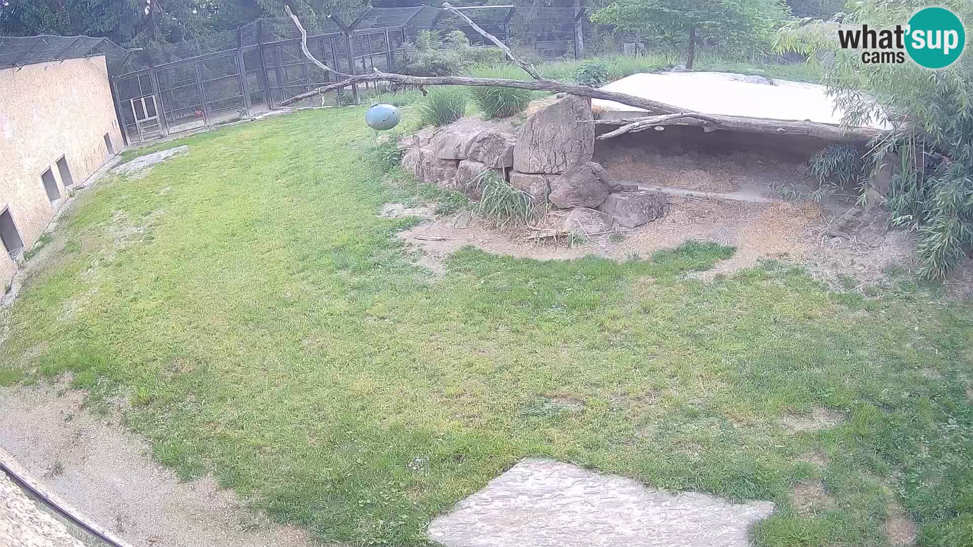 LION webcam en direct du zoo de Ljubljana – Slovénie