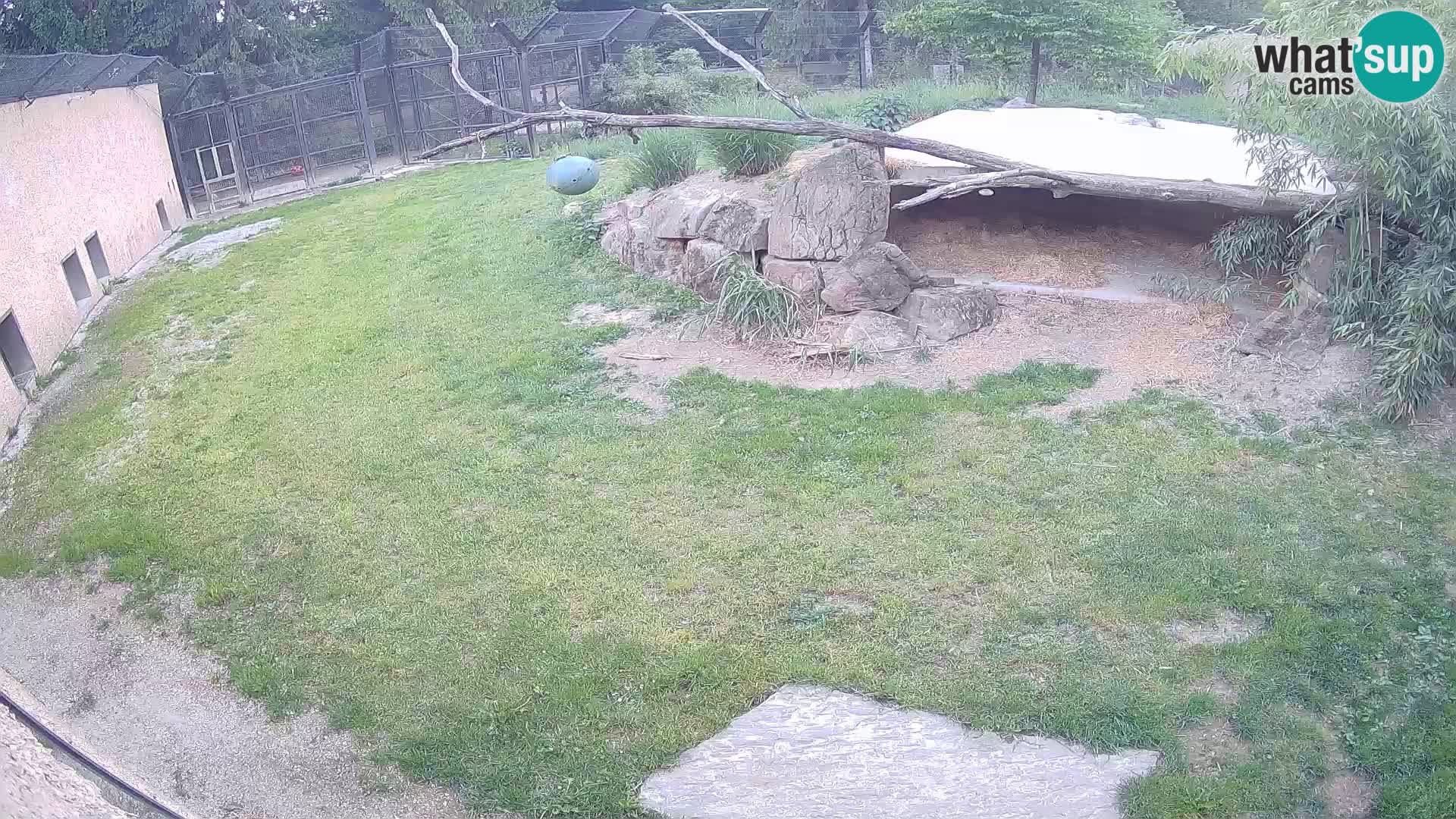 Lavovi web kamera uživo u ljubljanskom zoološkom vrtu – Slovenija