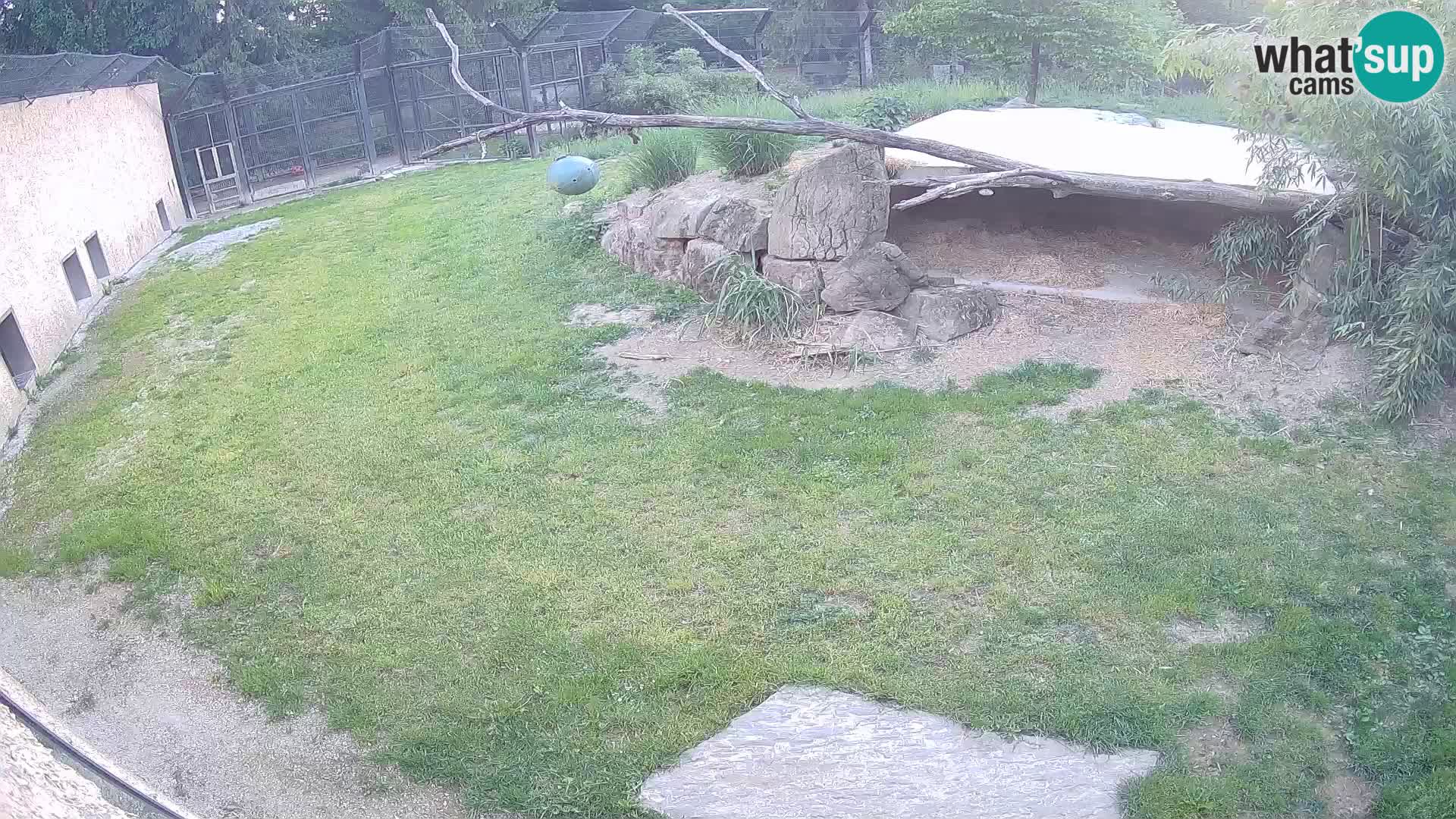 LION live Webcam in Ljubljana Zoo – Slovenia
