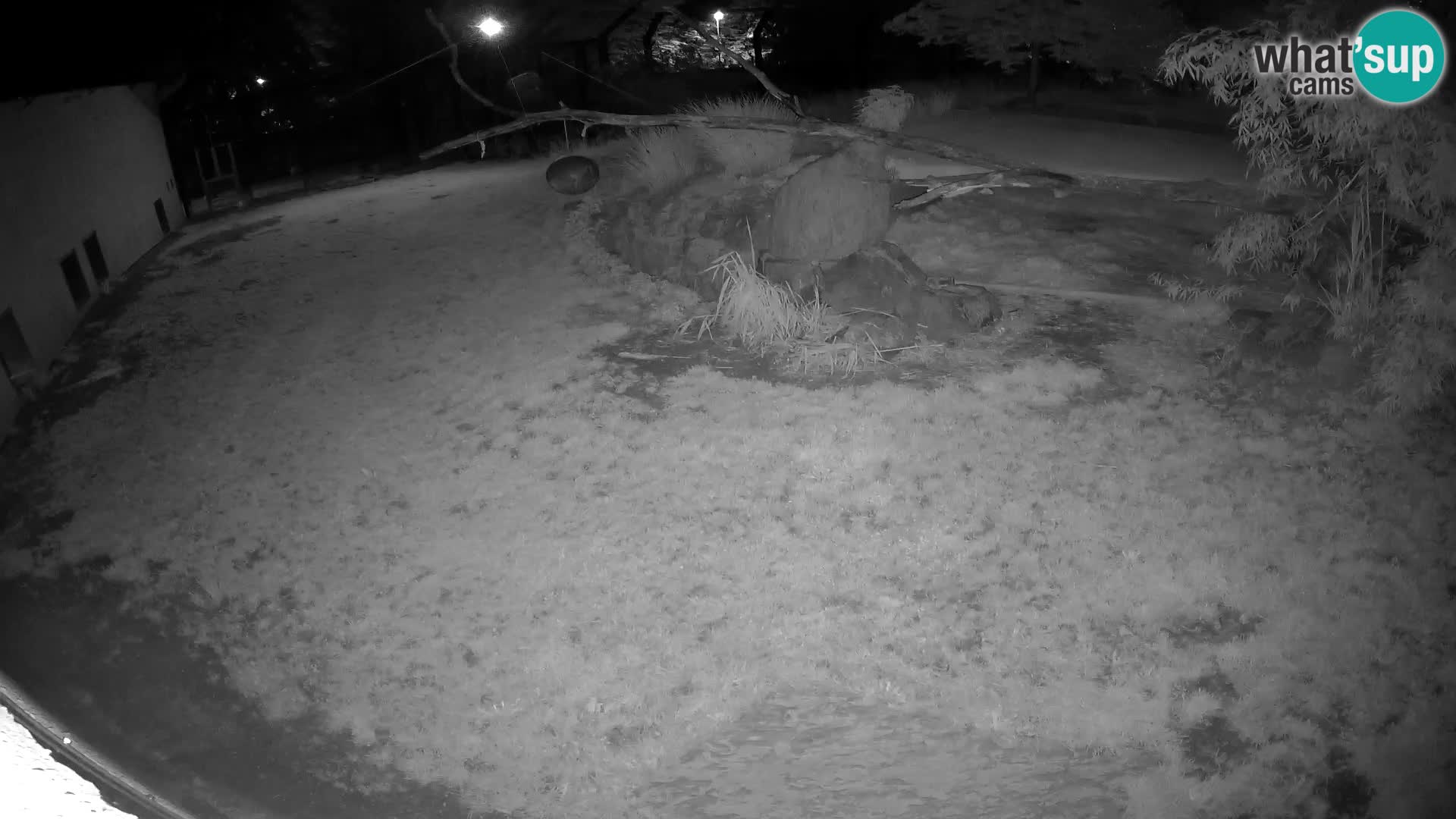 LION live Webcam in Ljubljana Zoo – Slovenia