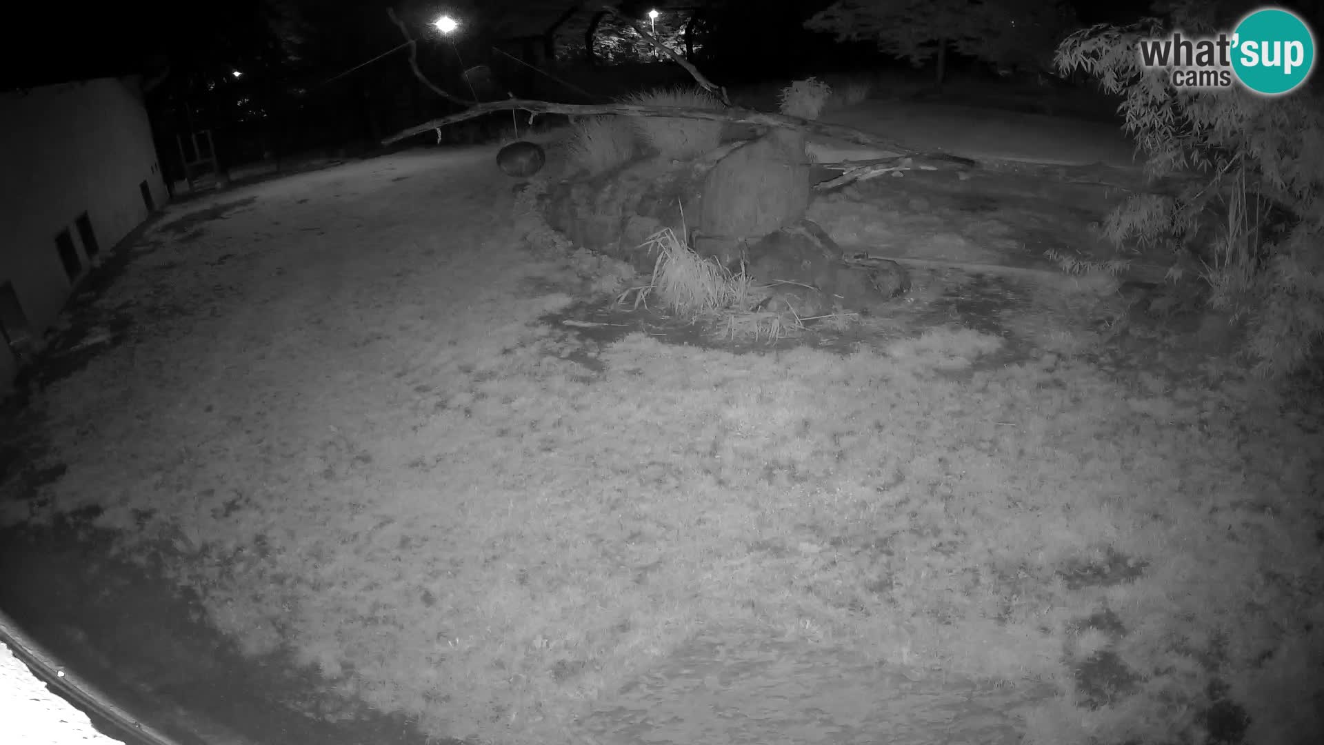 Löwe live Webcam im Zoo von Ljubljana – Slowenien