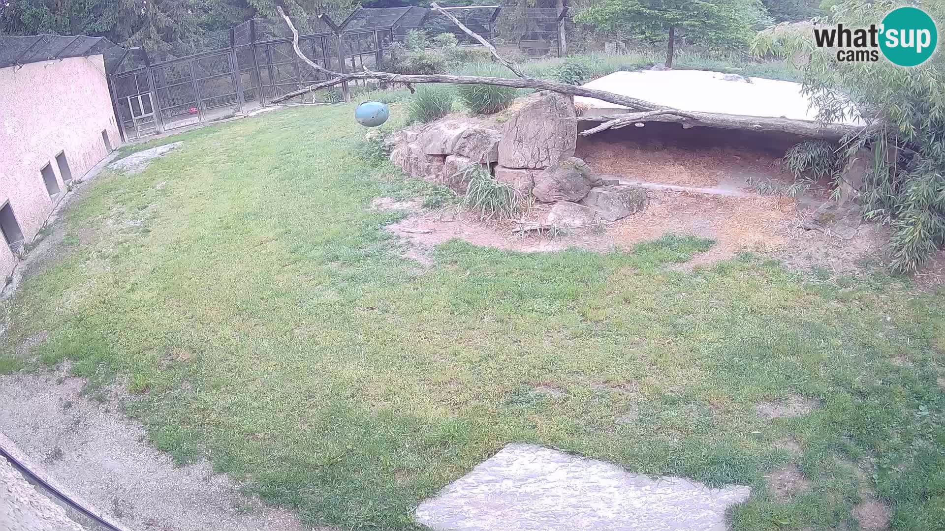 LEVI spletna kamera v živalskem vrtu Ljubljana Zoo