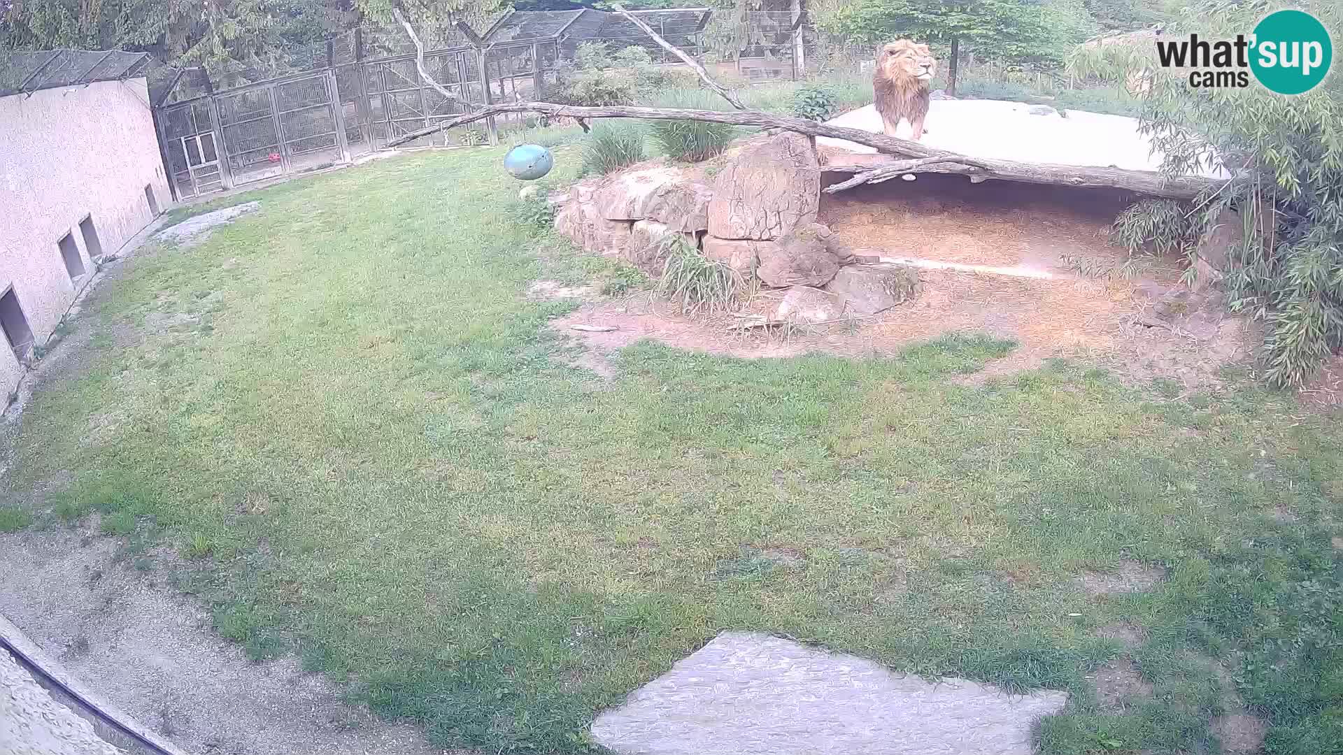 Lavovi web kamera uživo u ljubljanskom zoološkom vrtu – Slovenija