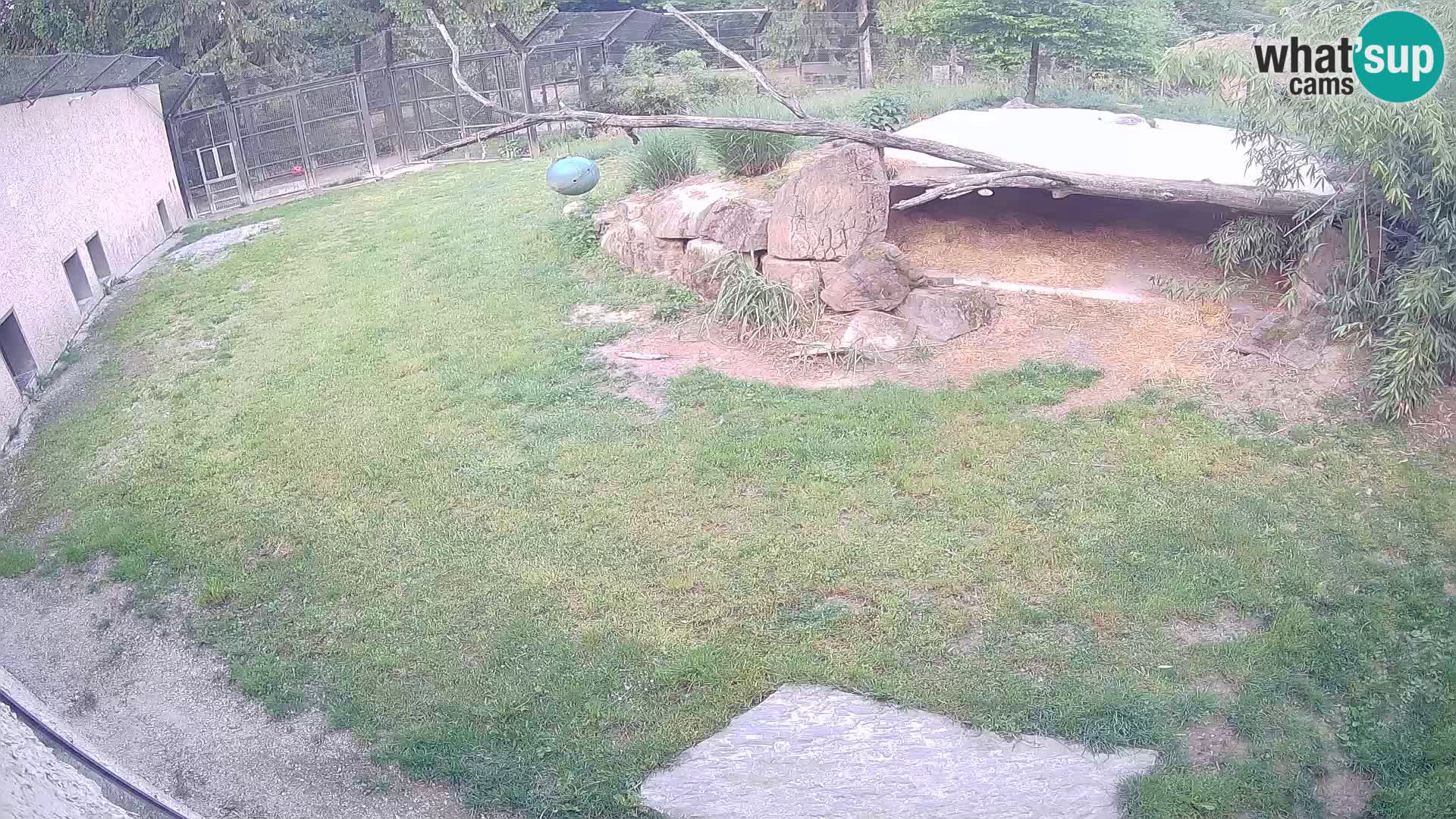 Löwe live Webcam im Zoo von Ljubljana – Slowenien
