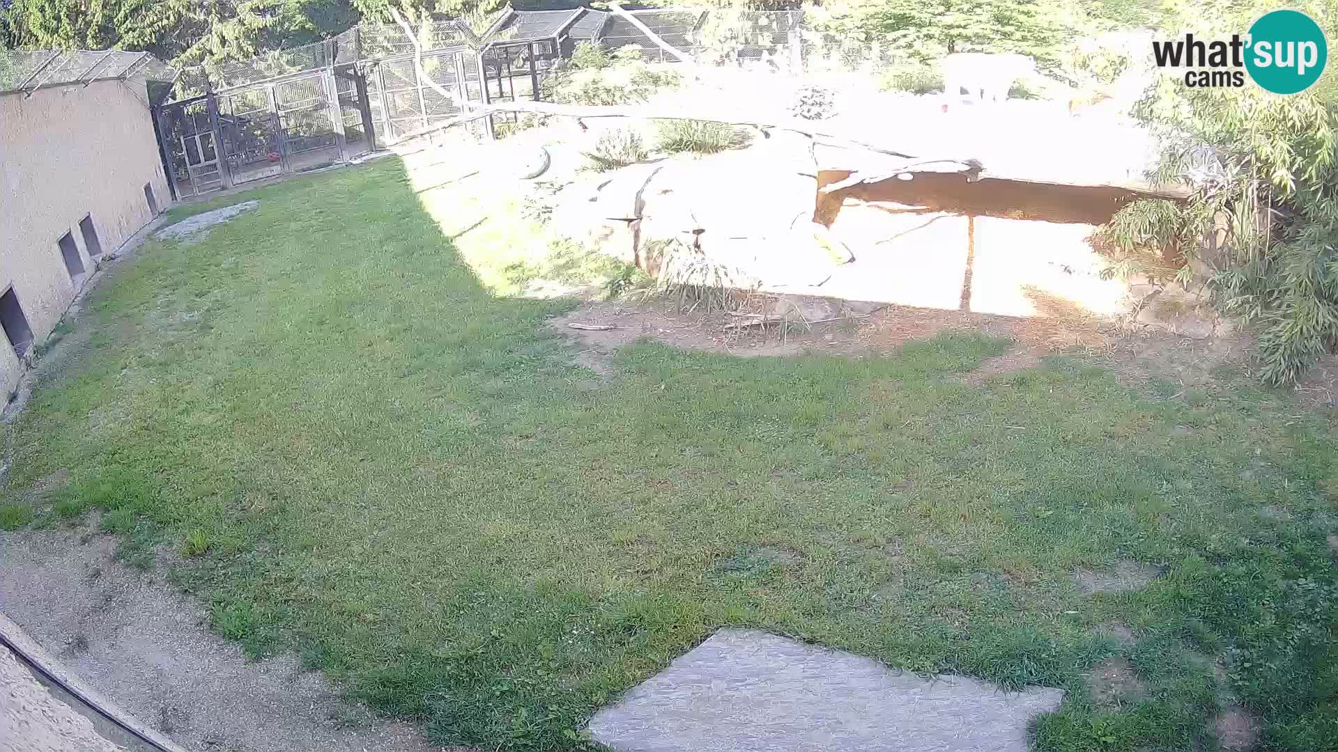 LION live Webcam in Ljubljana Zoo – Slovenia