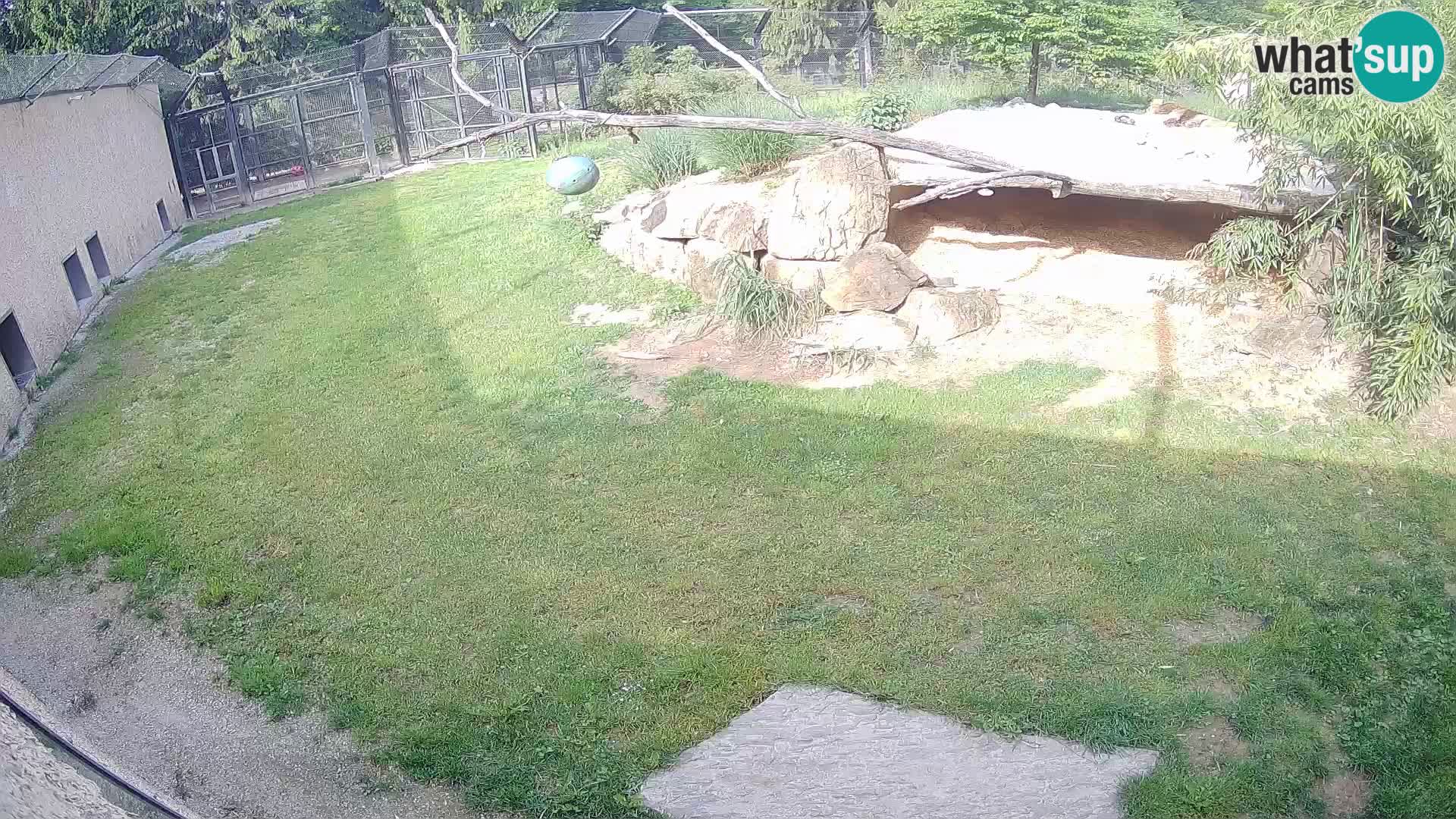 LION webcam en direct du zoo de Ljubljana – Slovénie
