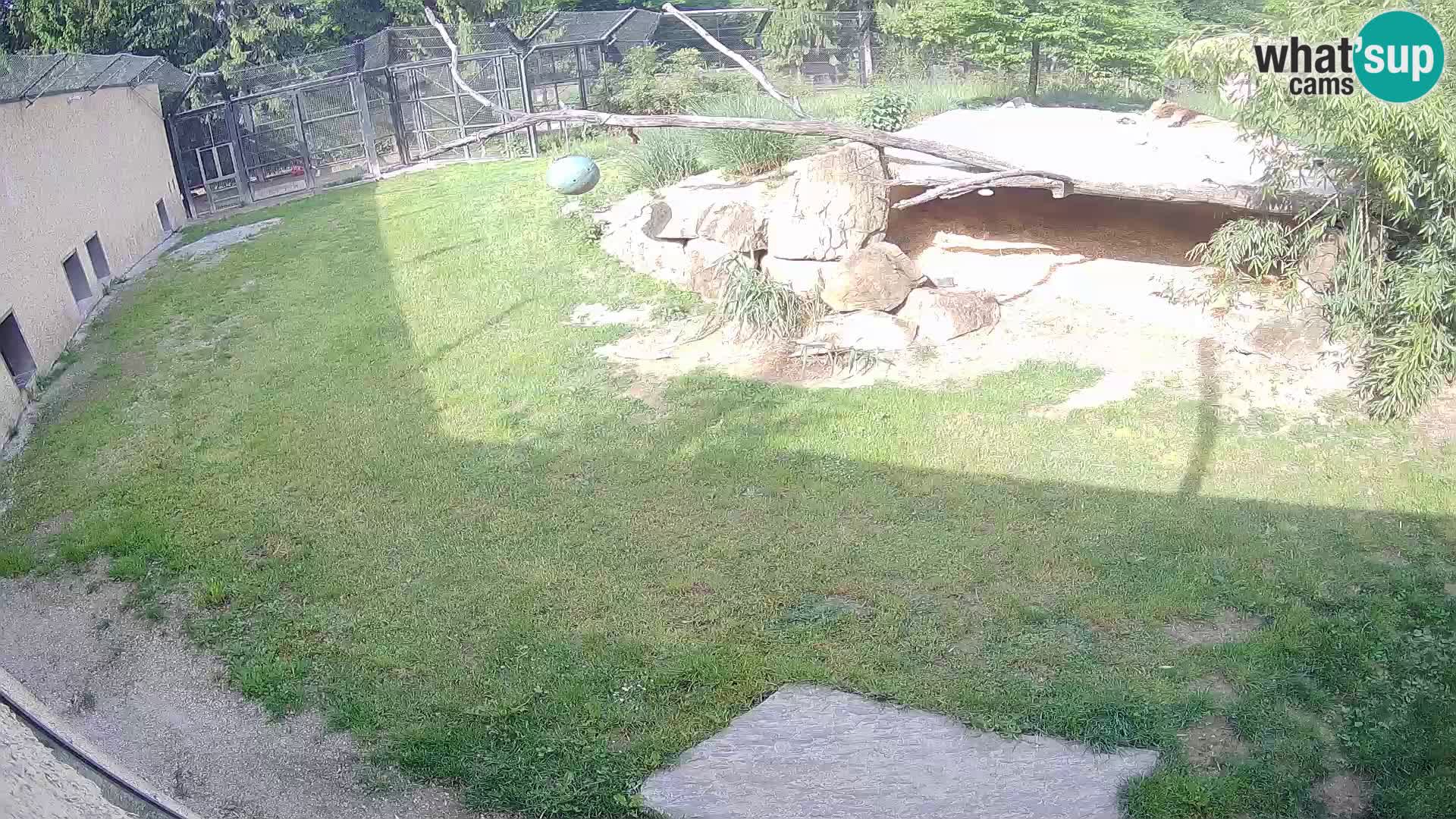 LEVI spletna kamera v živalskem vrtu Ljubljana Zoo