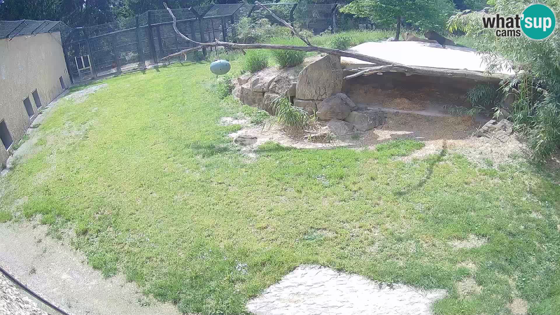 LEON Webcam en vivo en Ljubljana Zoo – Eslovenia