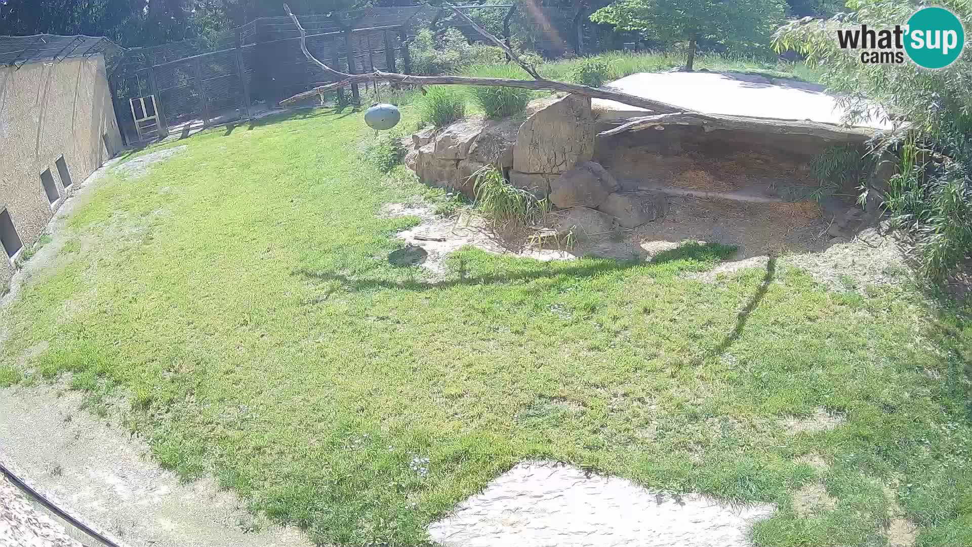 LEVI spletna kamera v živalskem vrtu Ljubljana Zoo