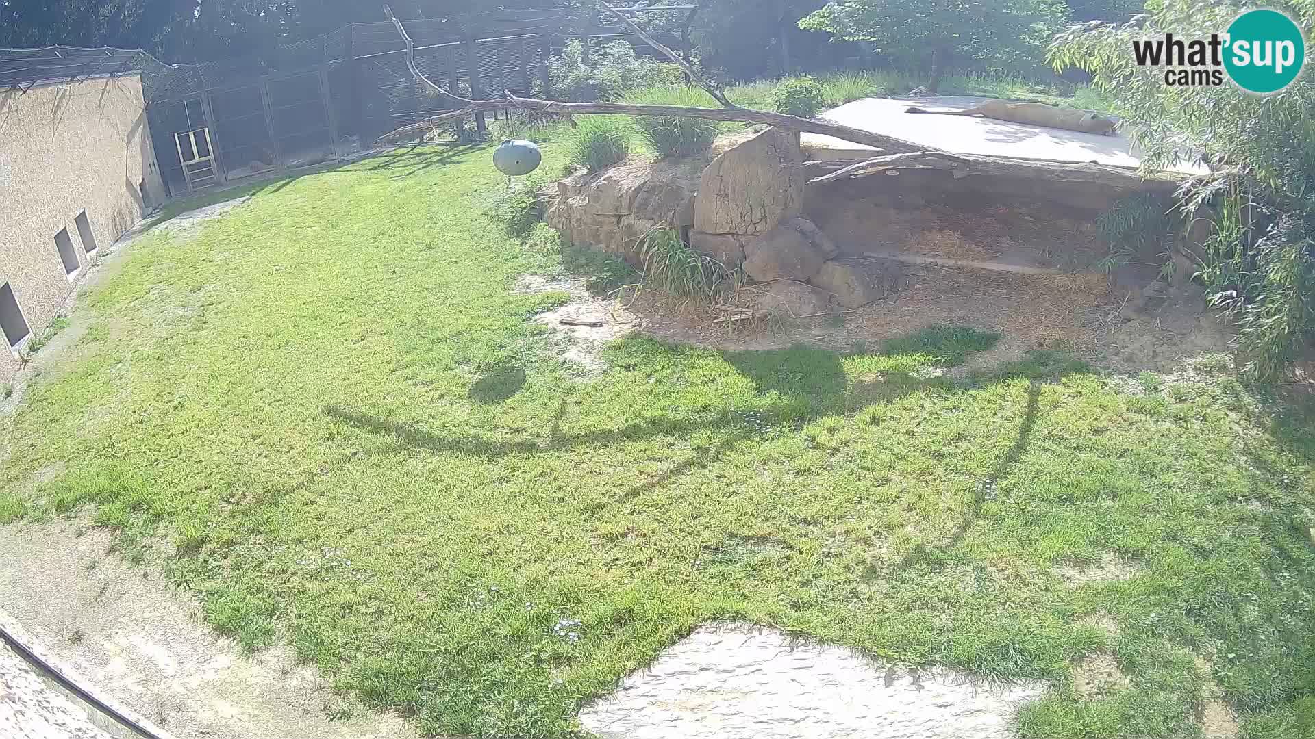 LION live Webcam in Ljubljana Zoo – Slovenia