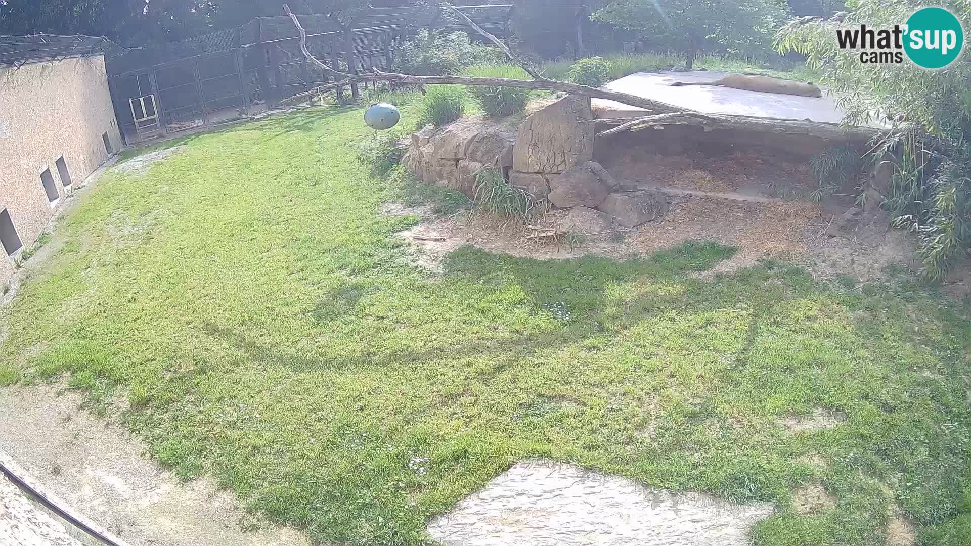 LEVI spletna kamera v živalskem vrtu Ljubljana Zoo