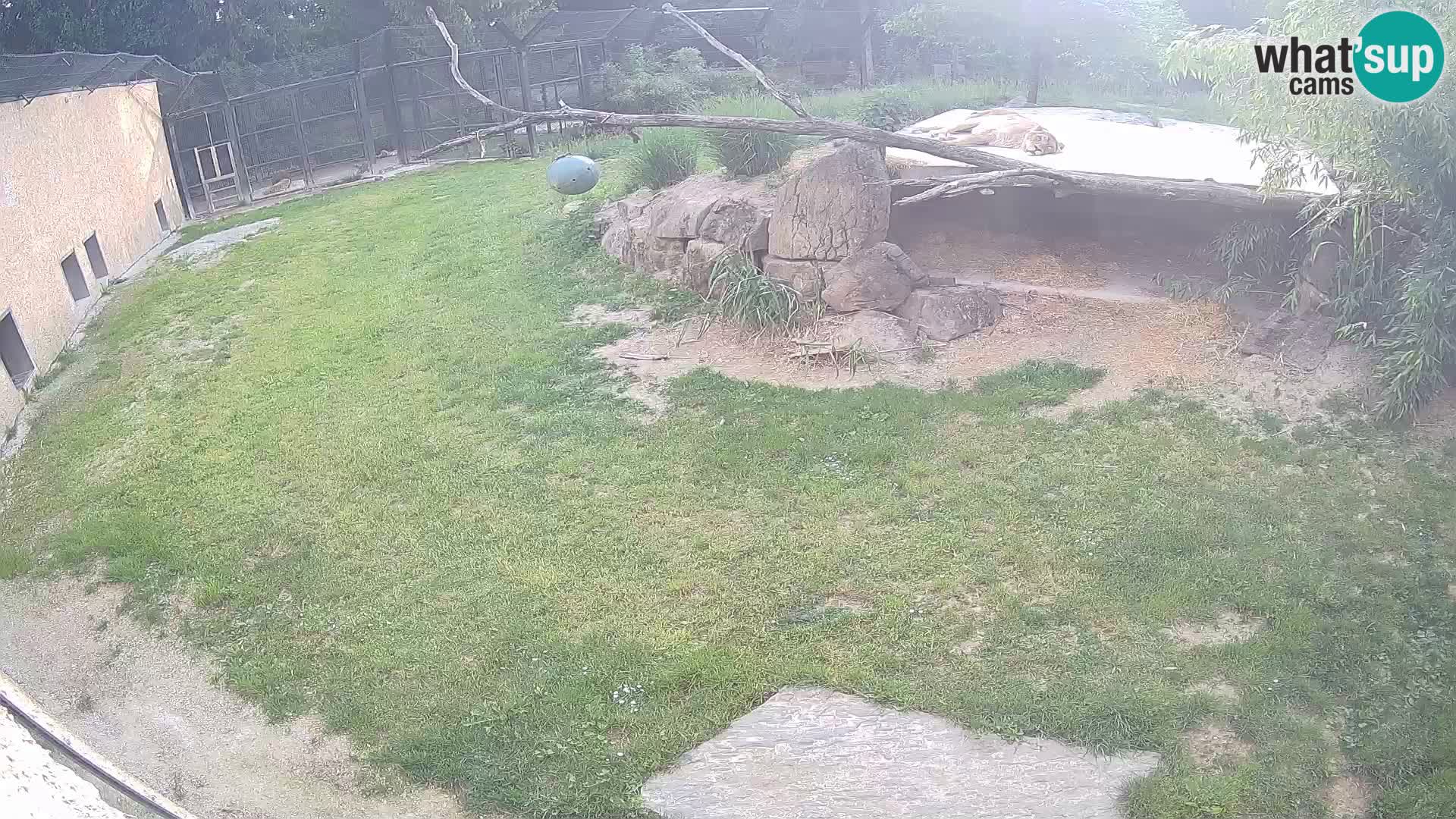 LION live Webcam in Ljubljana Zoo – Slovenia