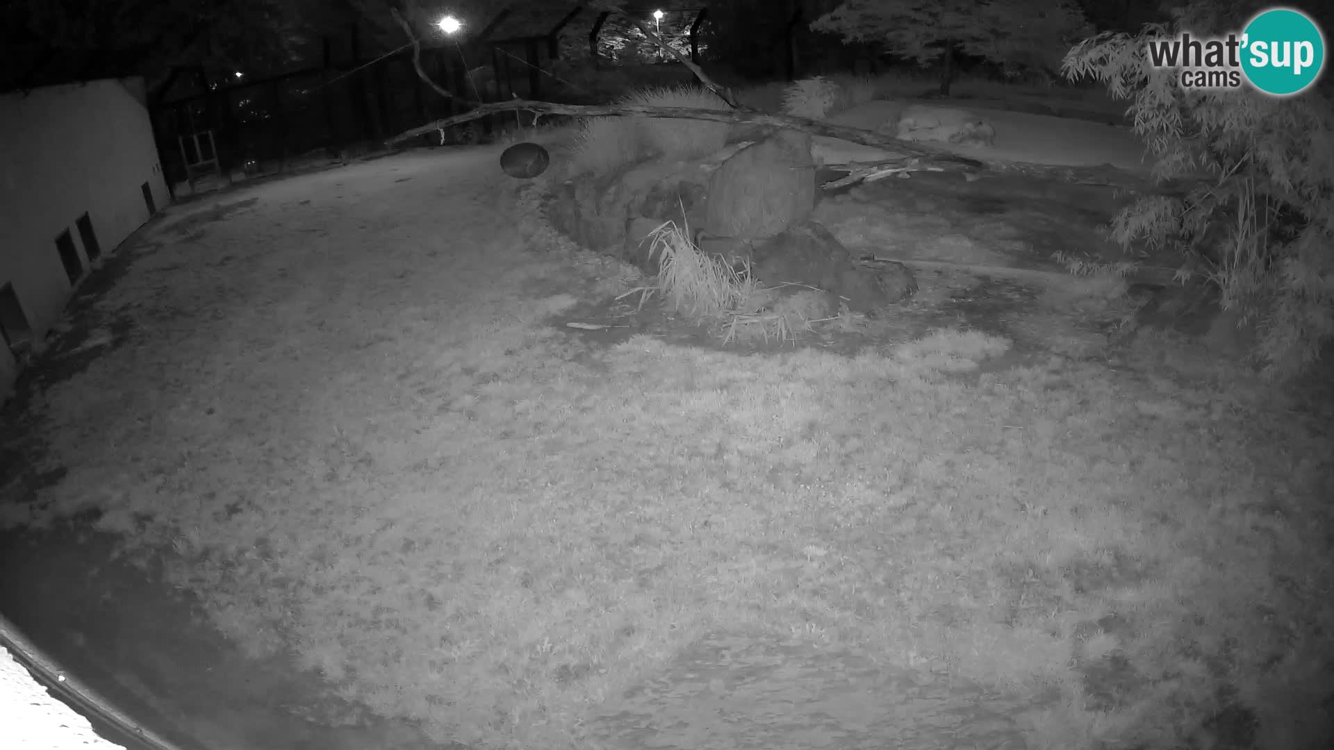 LION live Webcam in Ljubljana Zoo – Slovenia