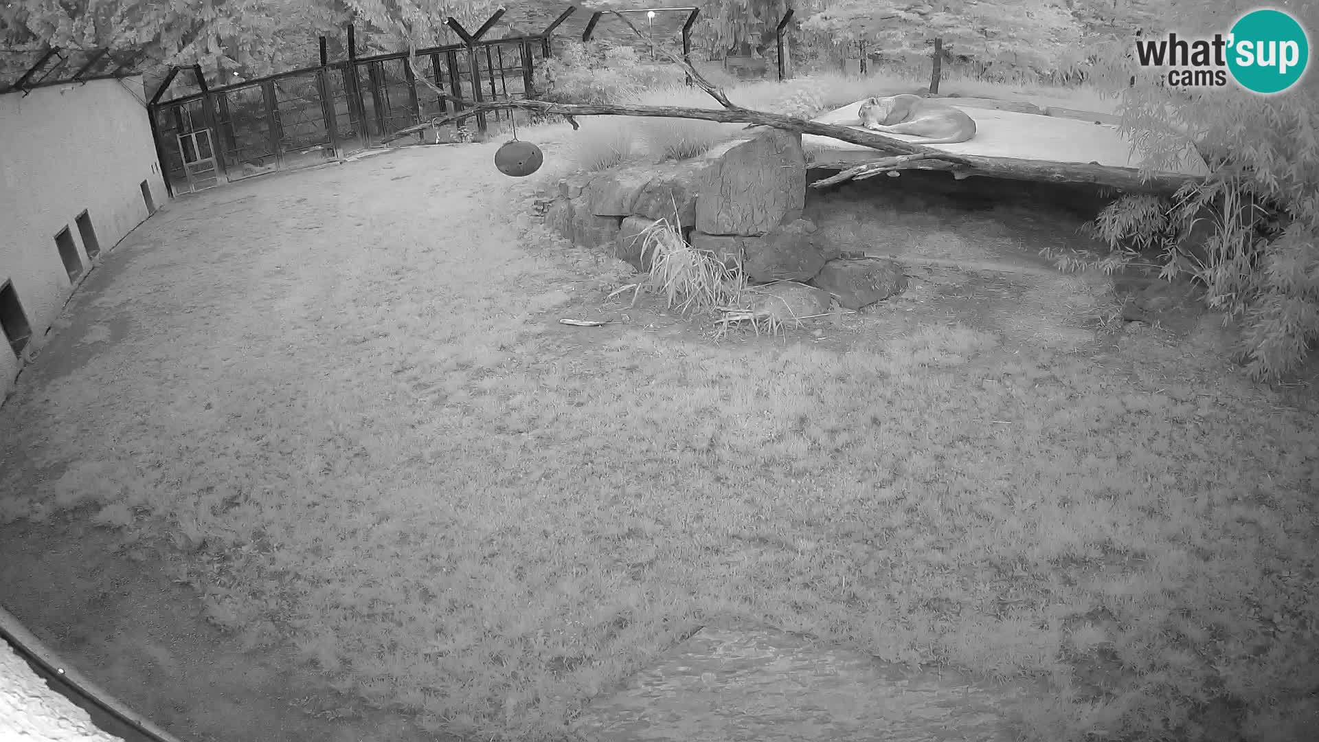 LION live Webcam in Ljubljana Zoo – Slovenia