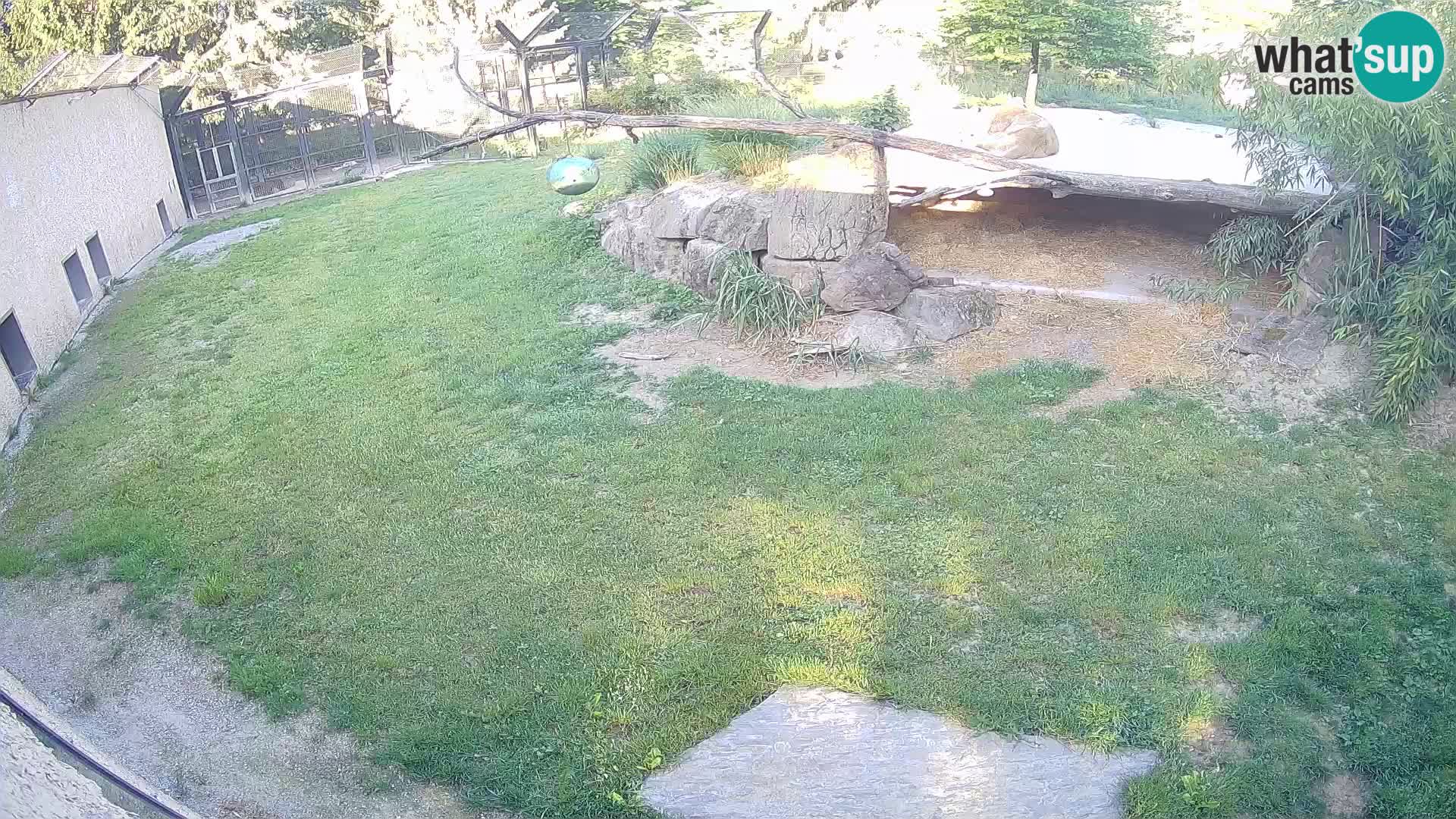 LION live Webcam in Ljubljana Zoo – Slovenia