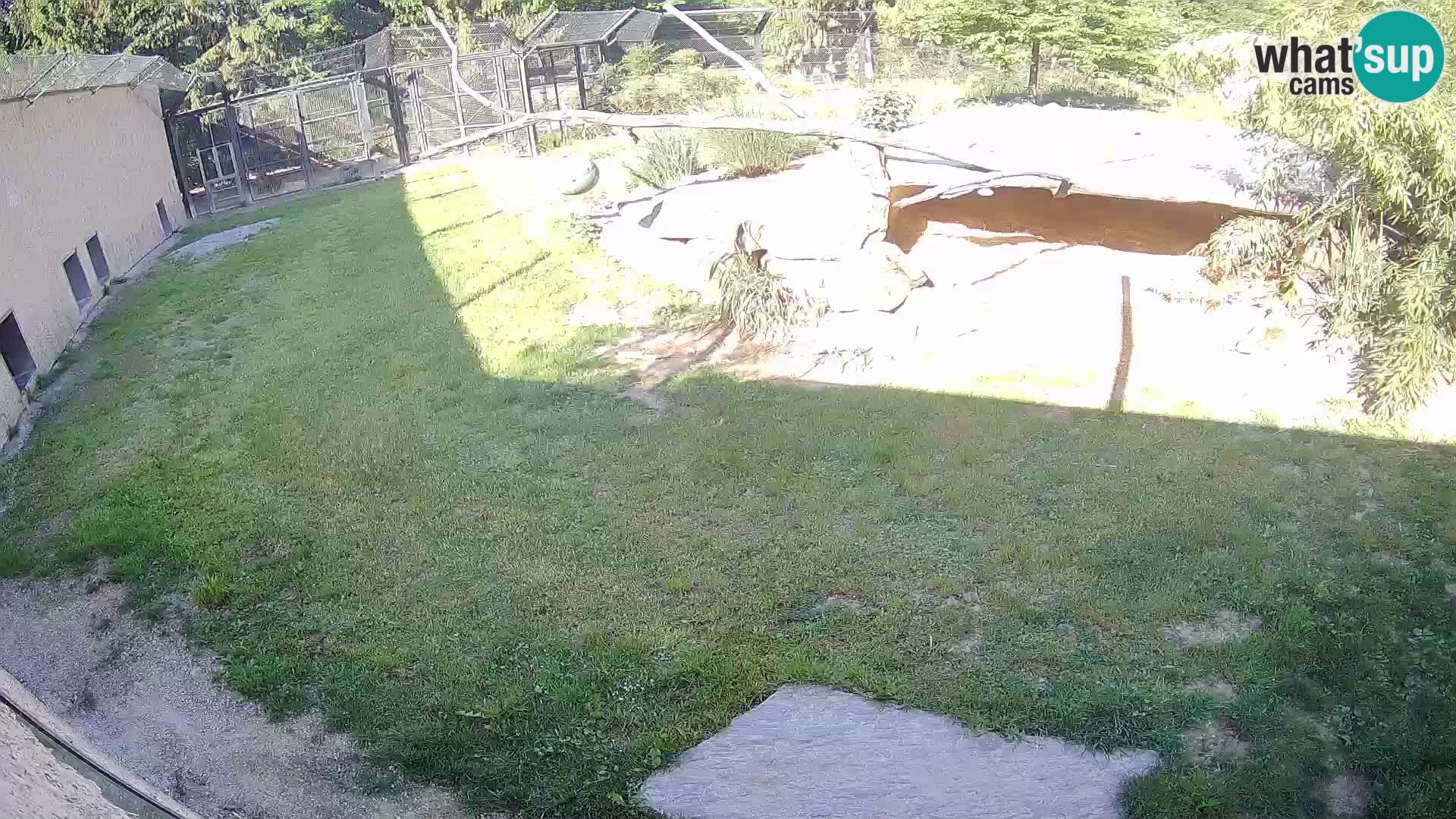 Lavovi web kamera uživo u ljubljanskom zoološkom vrtu – Slovenija