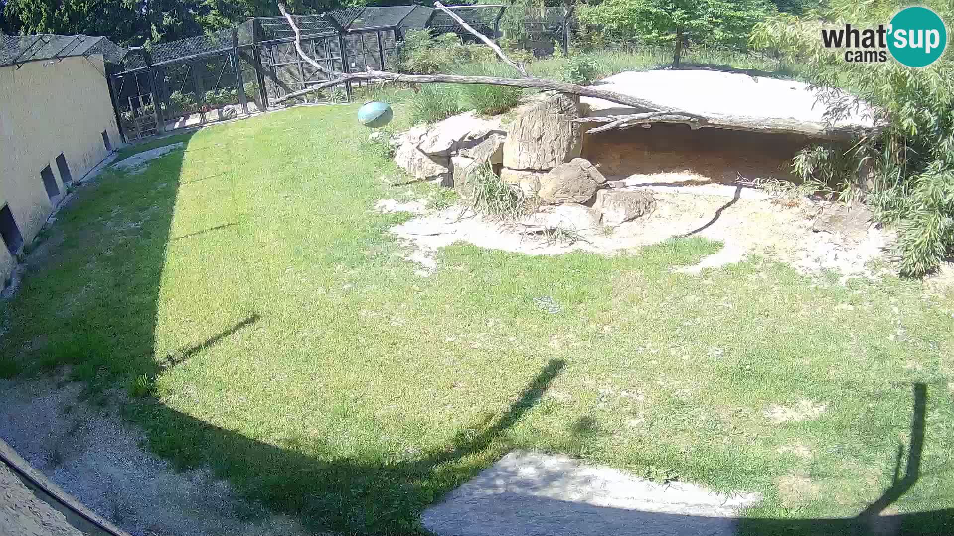 Löwe live Webcam im Zoo von Ljubljana – Slowenien