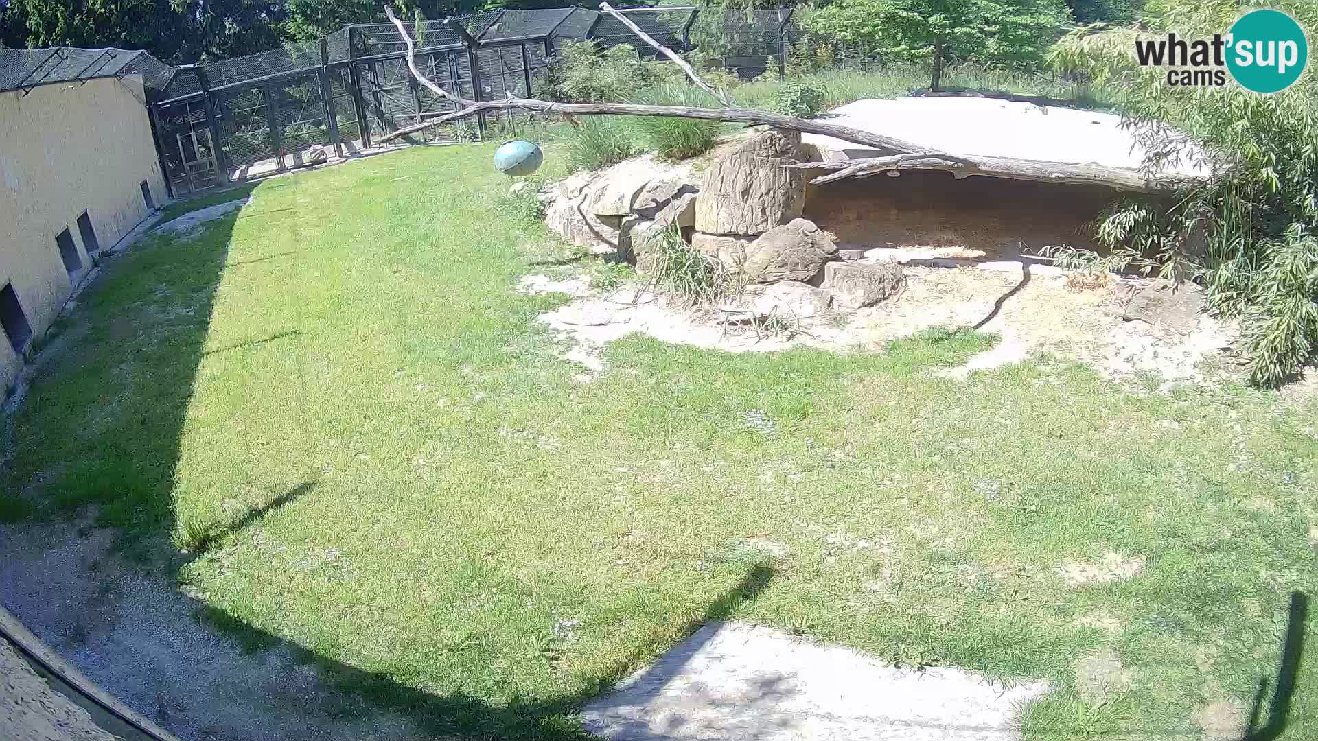 Löwe live Webcam im Zoo von Ljubljana – Slowenien