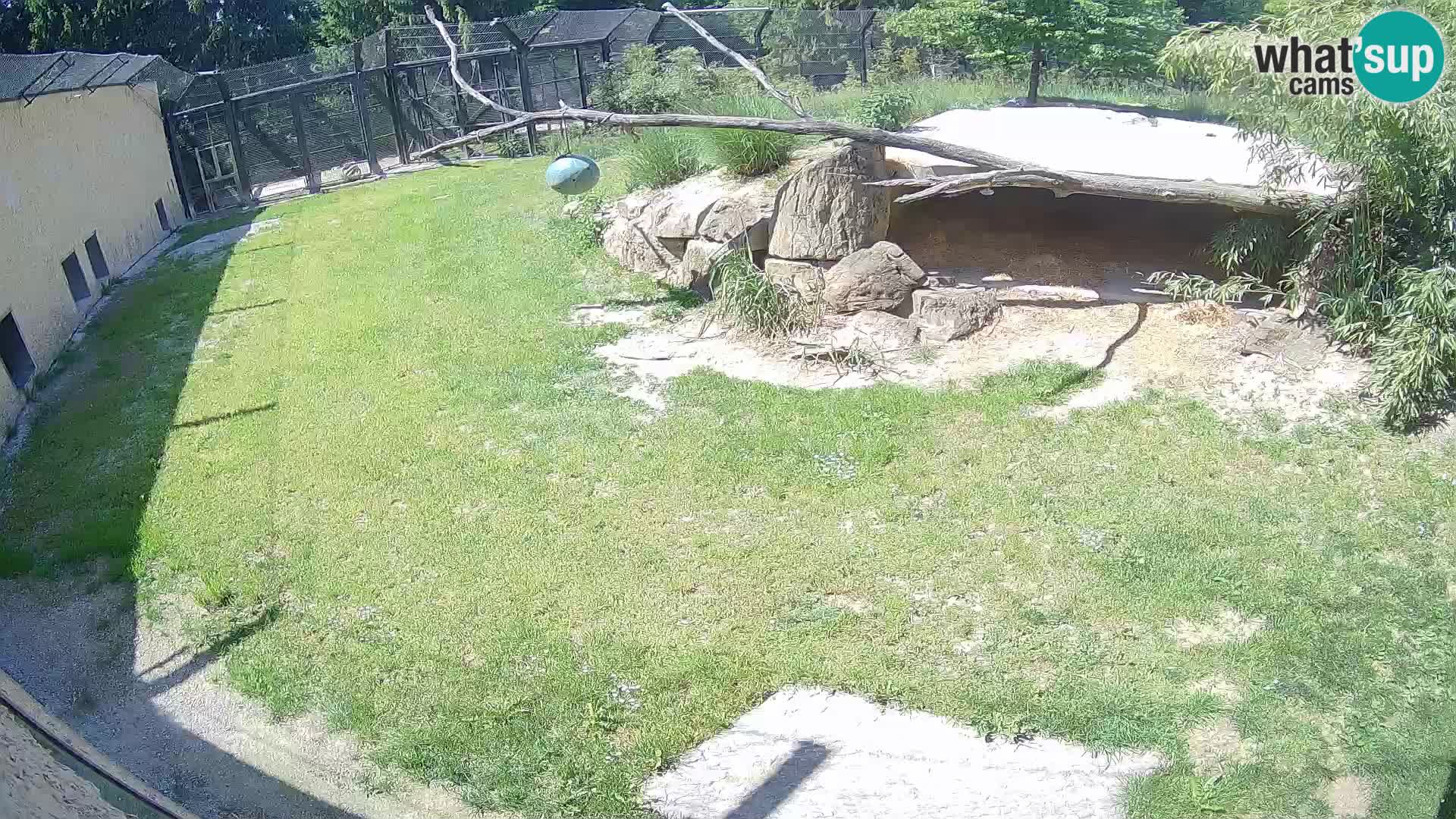 Löwe live Webcam im Zoo von Ljubljana – Slowenien