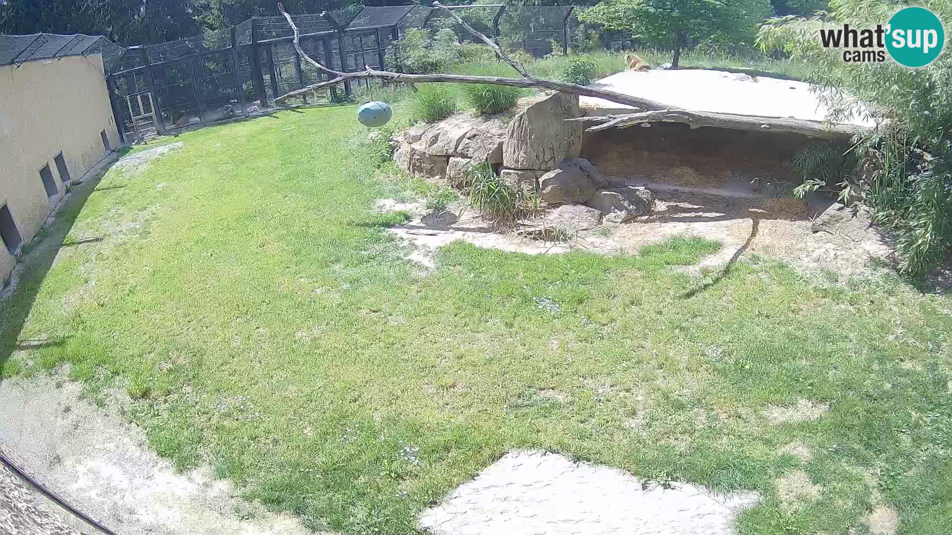 Löwe live Webcam im Zoo von Ljubljana – Slowenien