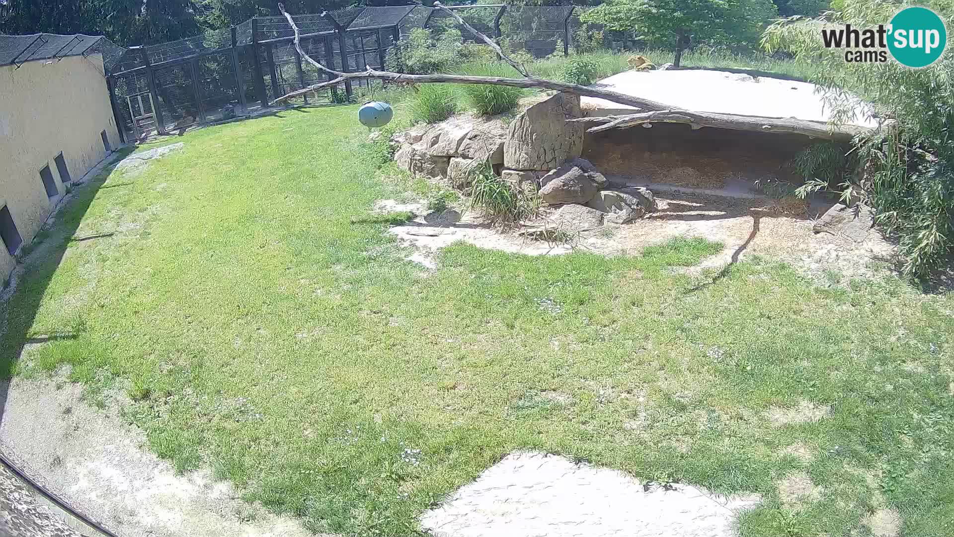 LION live Webcam in Ljubljana Zoo – Slovenia