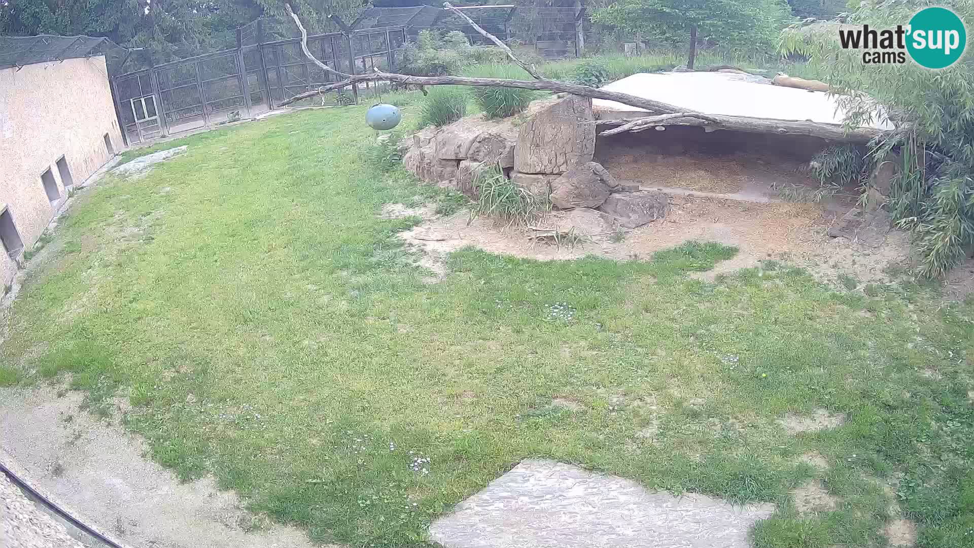 LEVI spletna kamera v živalskem vrtu Ljubljana Zoo