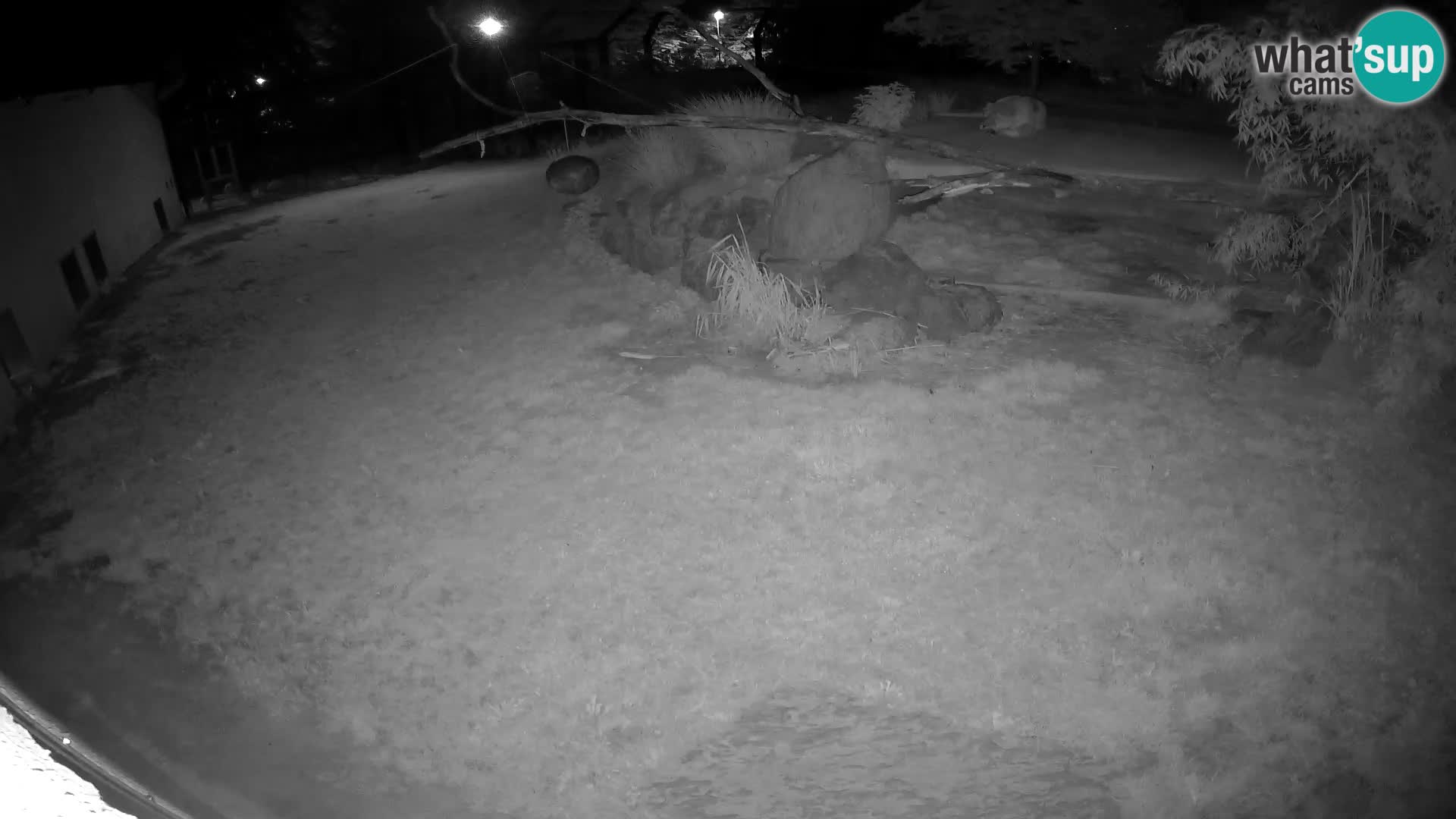 Löwe live Webcam im Zoo von Ljubljana – Slowenien