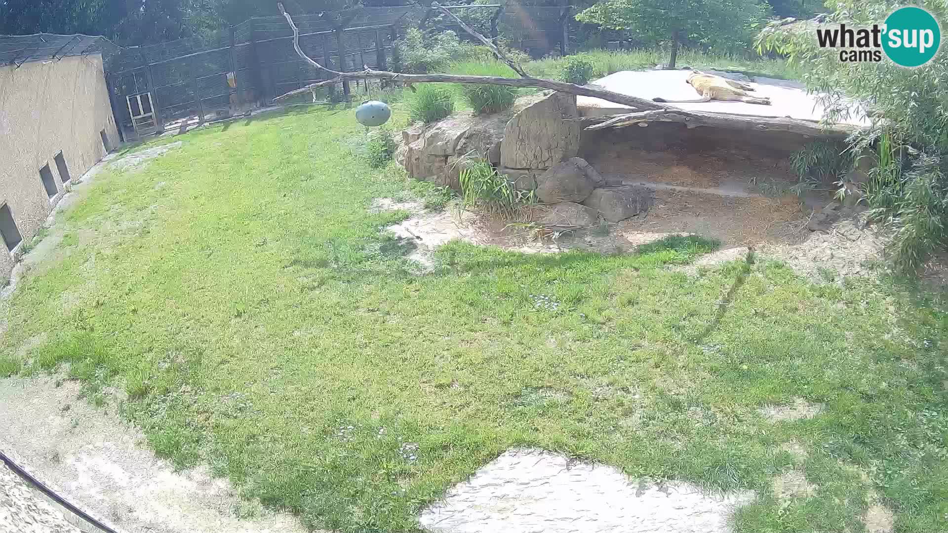 LEONE live Webcam nello zoo di Lubiana – Slovenia