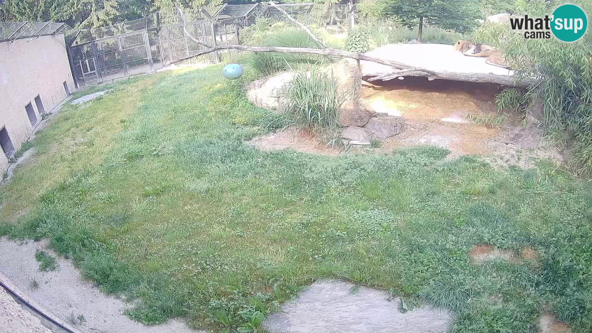 LION webcam en direct du zoo de Ljubljana – Slovénie