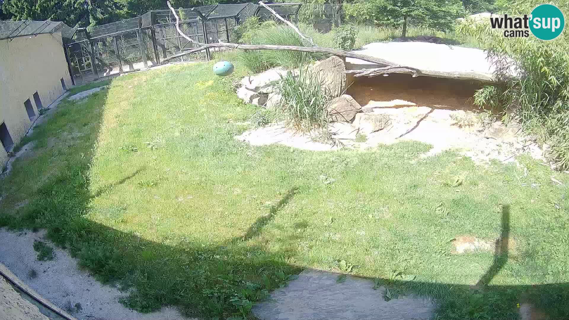 LEVI spletna kamera v živalskem vrtu Ljubljana Zoo