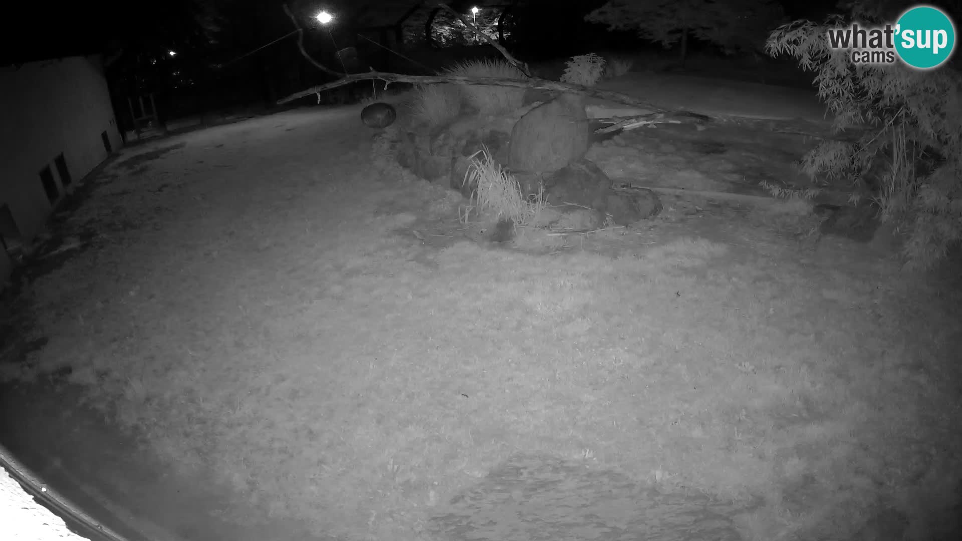 LEON Webcam en vivo en Ljubljana Zoo – Eslovenia