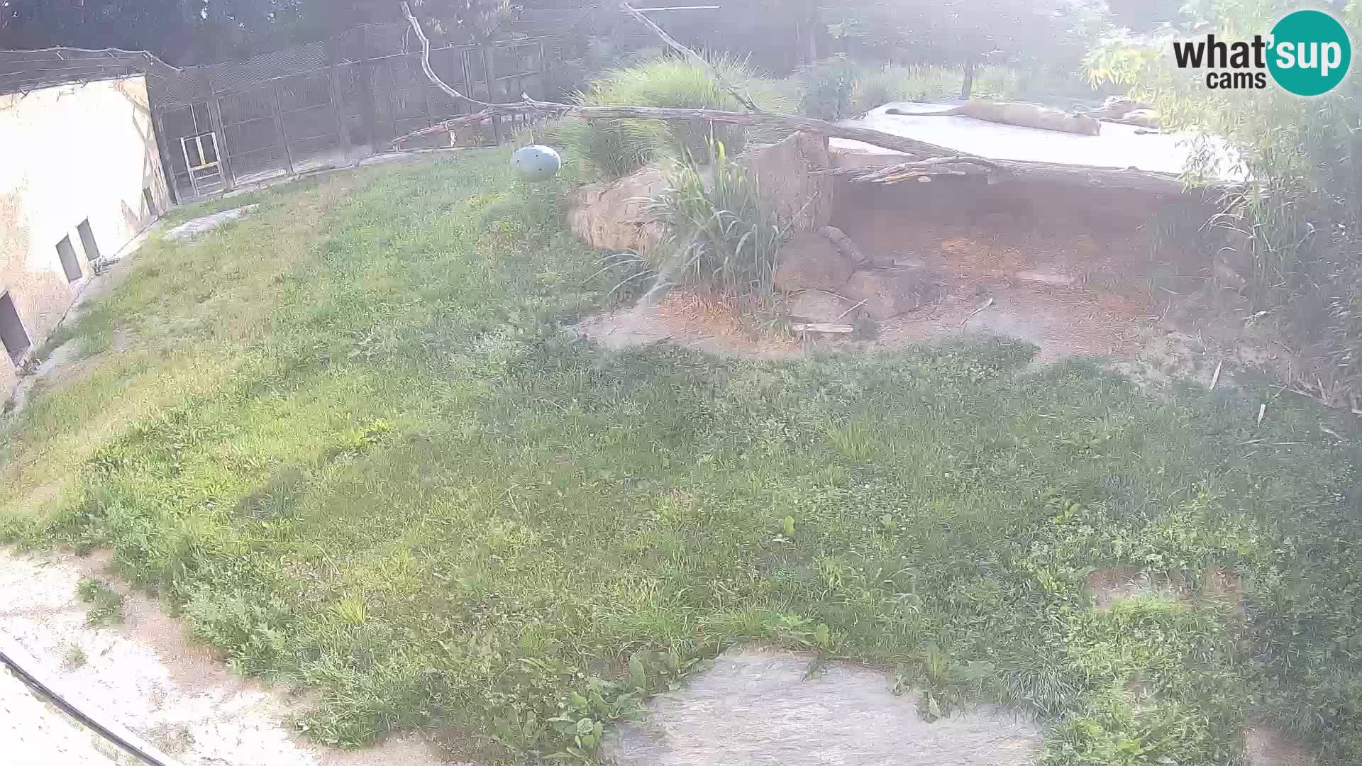 LION webcam en direct du zoo de Ljubljana – Slovénie