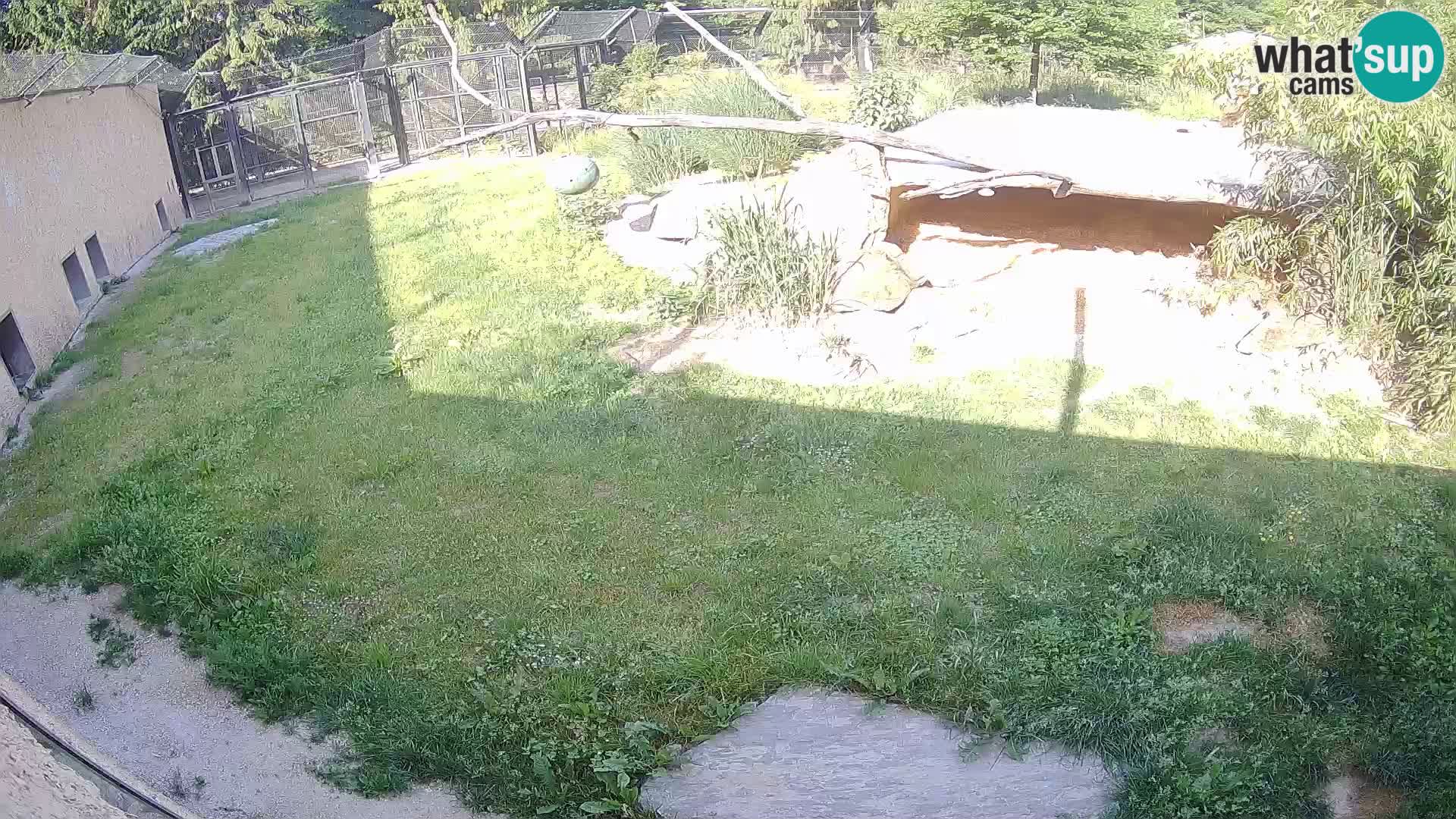 LEVI spletna kamera v živalskem vrtu Ljubljana Zoo