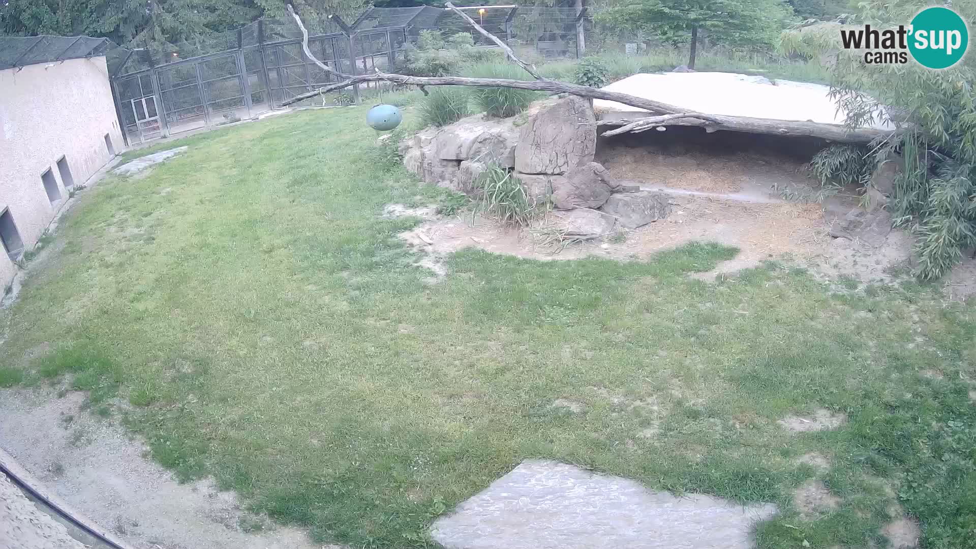 Lavovi web kamera uživo u ljubljanskom zoološkom vrtu – Slovenija