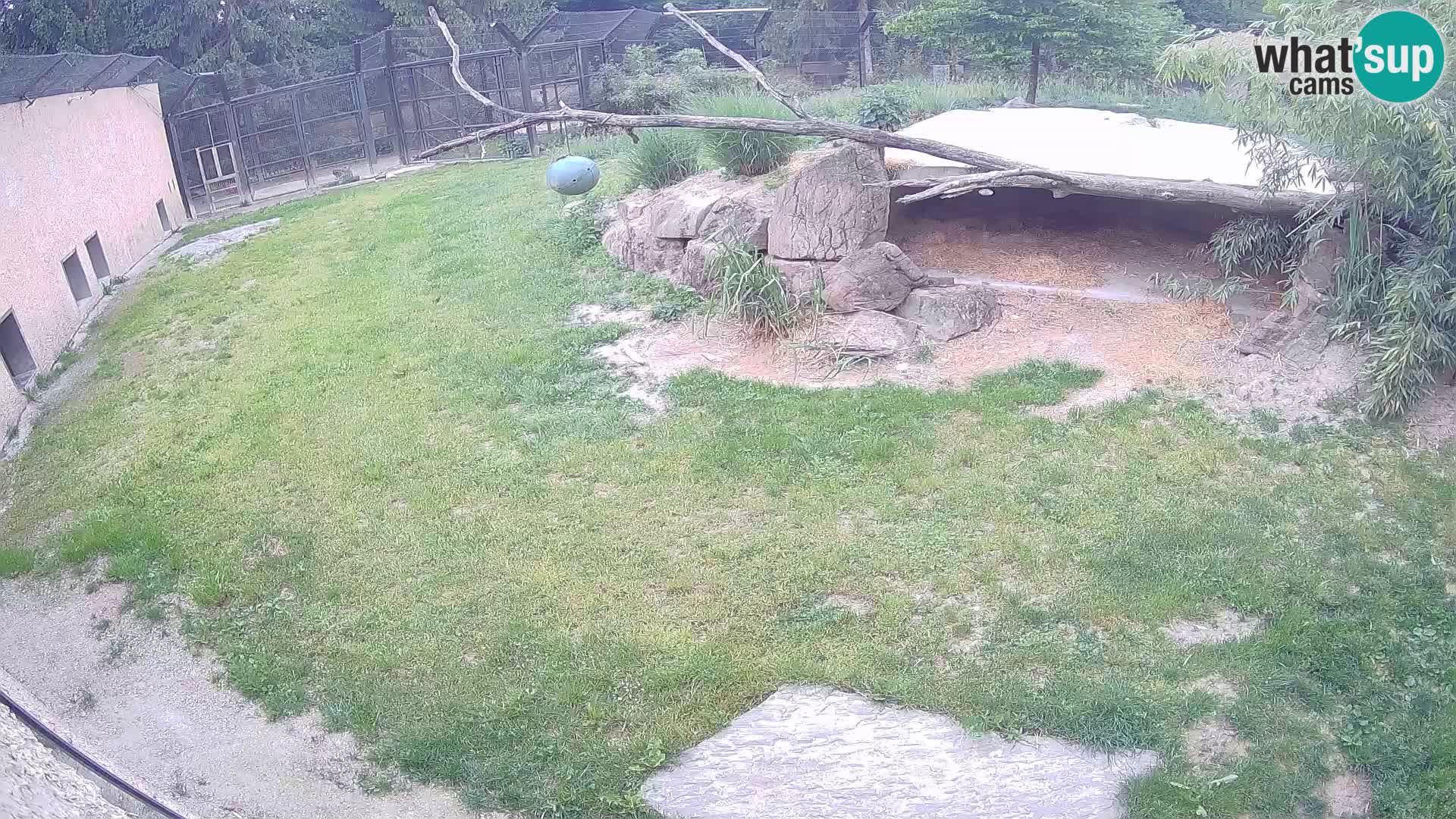 LEONE live Webcam nello zoo di Lubiana – Slovenia