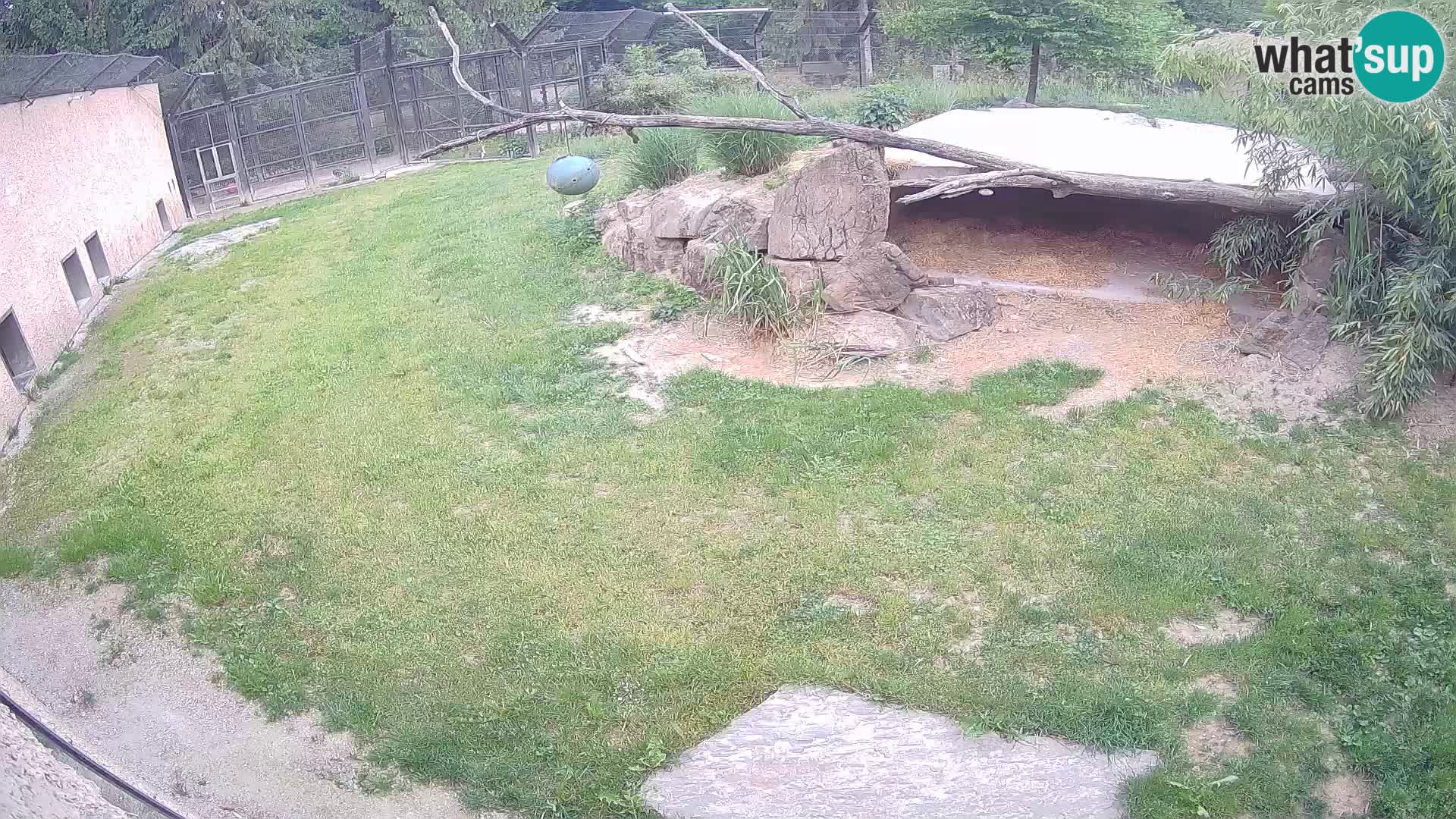 Lavovi web kamera uživo u ljubljanskom zoološkom vrtu – Slovenija