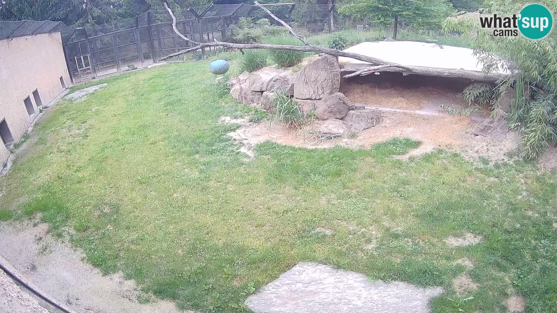 LEONE live Webcam nello zoo di Lubiana – Slovenia