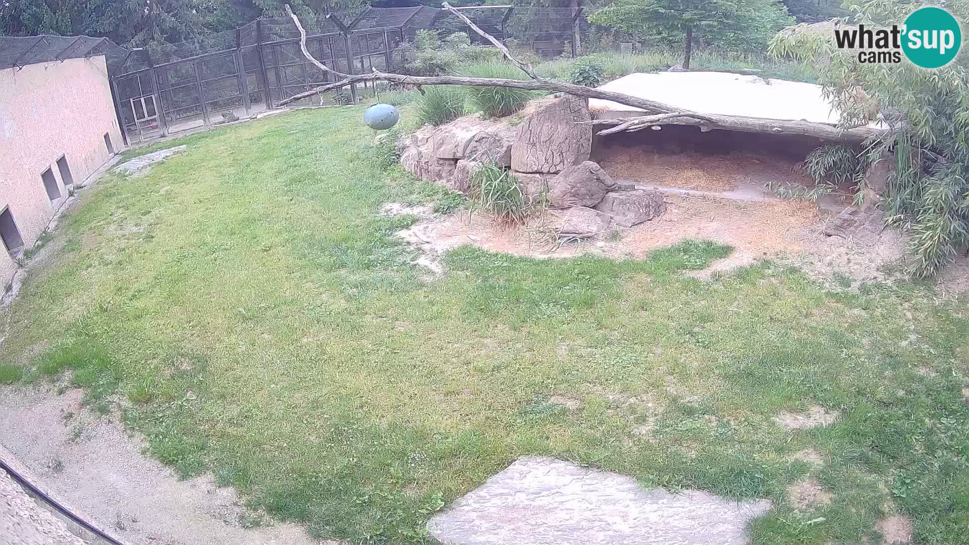 LEON Webcam en vivo en Ljubljana Zoo – Eslovenia
